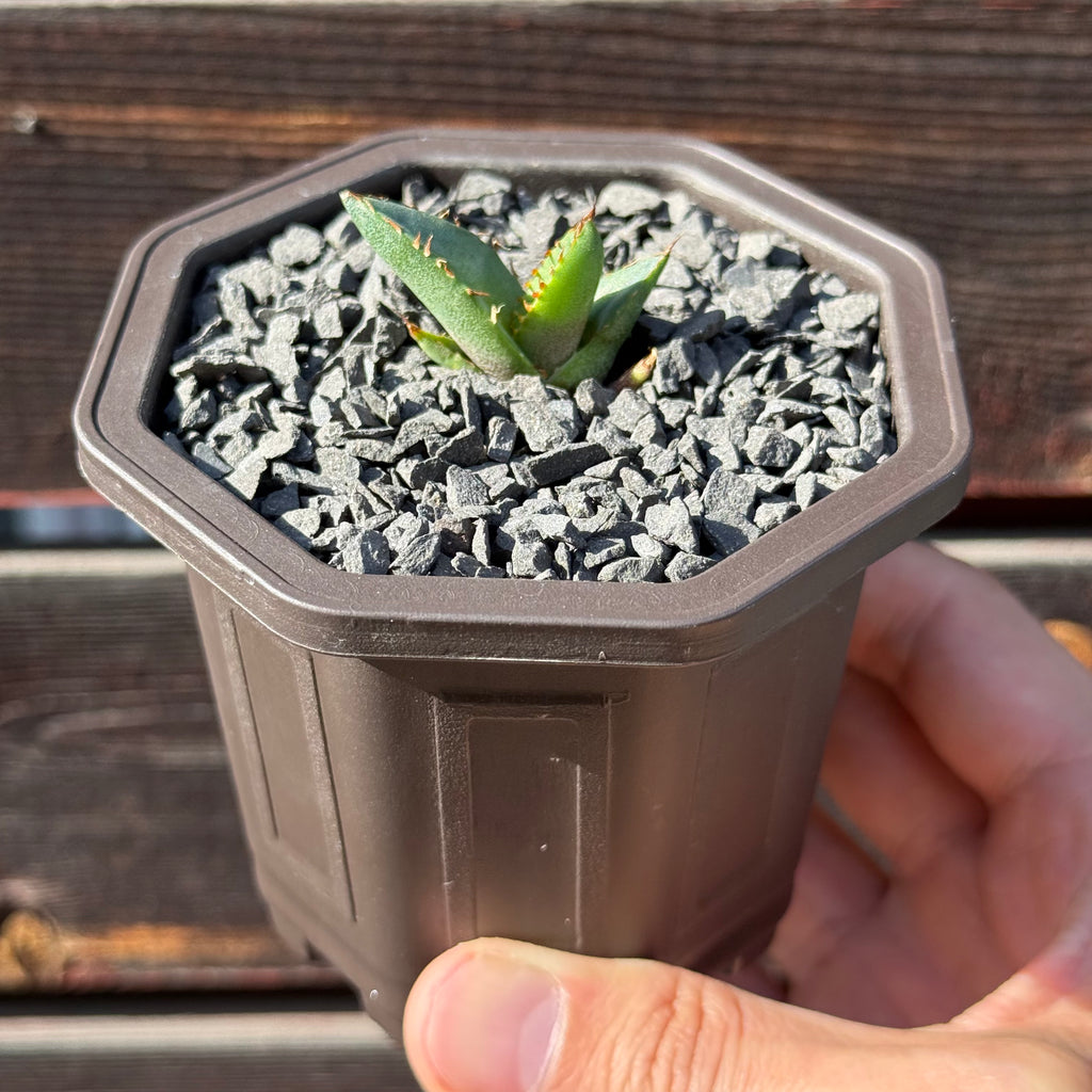 【CAUDEXSAN】<br>アガベ チタノタ パンダ<br>GT-18-1（小株）