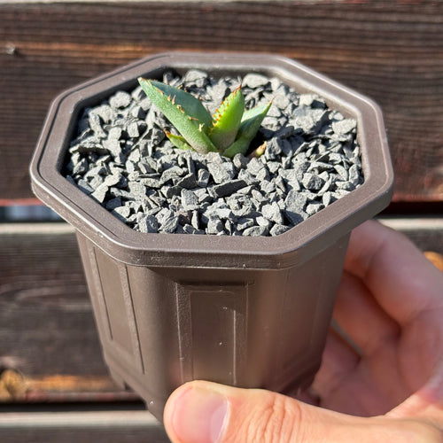 【CAUDEXSAN】<br>アガベ チタノタ パンダ<br>GT-18-1（小株）