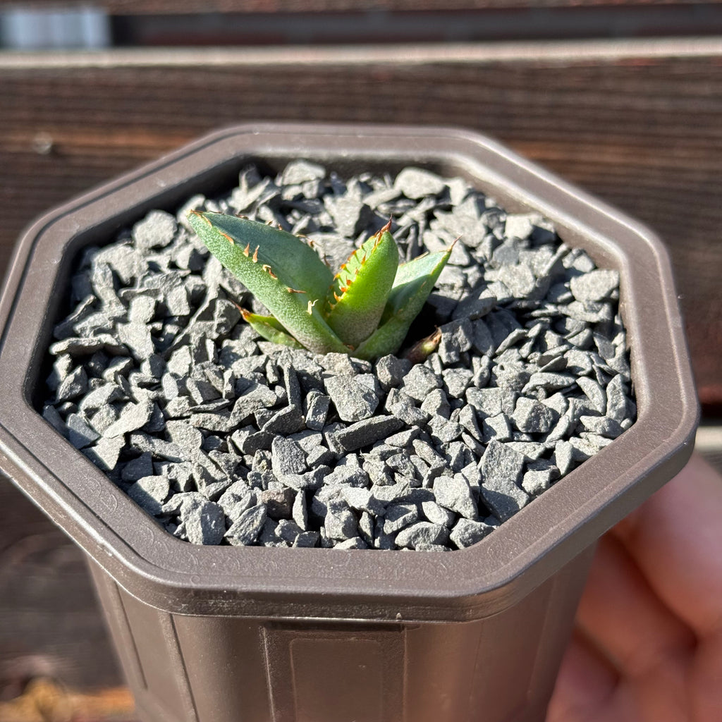 【CAUDEXSAN】<br>アガベ チタノタ パンダ<br>GT-18-1（小株）