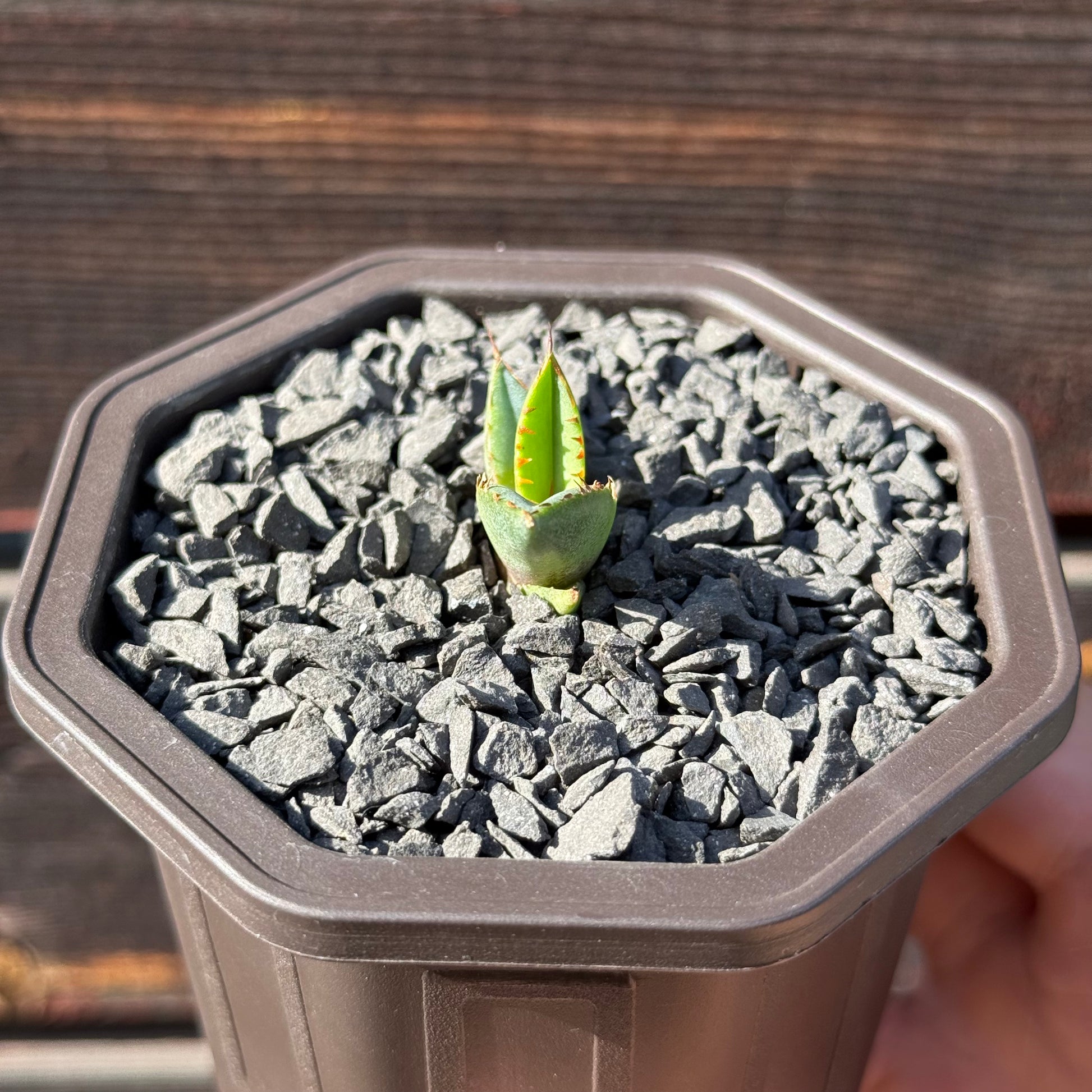 【CAUDEXSAN】<br>アガベ チタノタ パンダ<br>GT-18-1（小株）