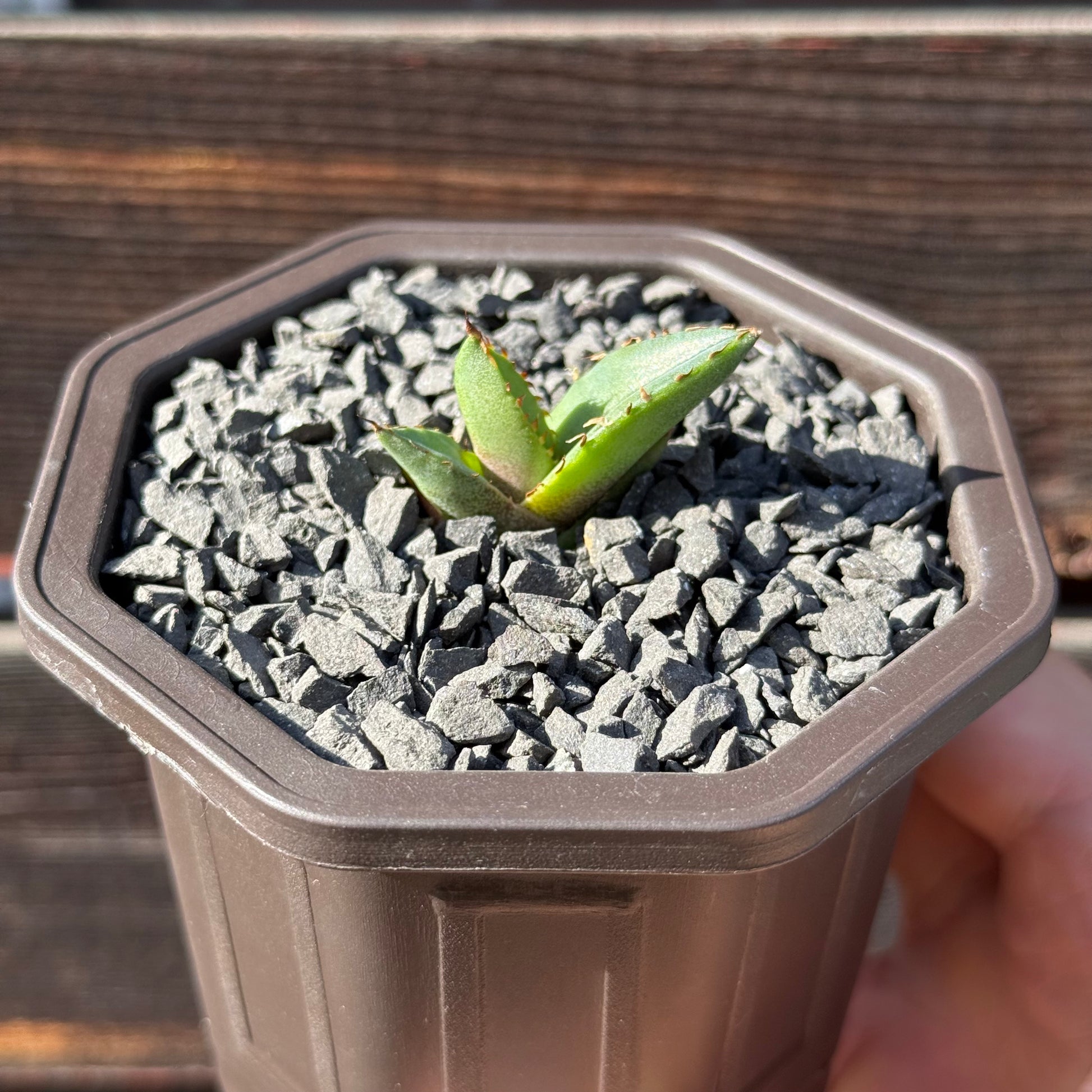 【CAUDEXSAN】<br>アガベ チタノタ パンダ<br>GT-18-1（小株）