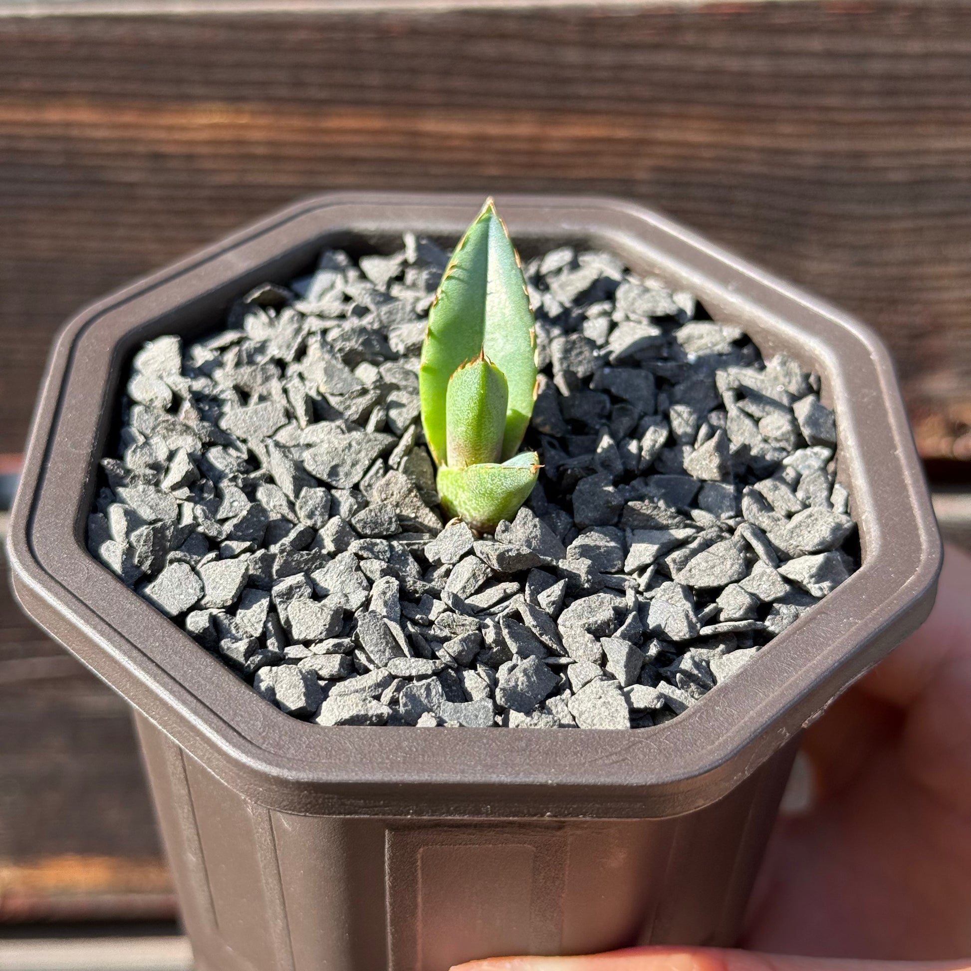 【CAUDEXSAN】<br>アガベ チタノタ パンダ<br>GT-18-1（小株）