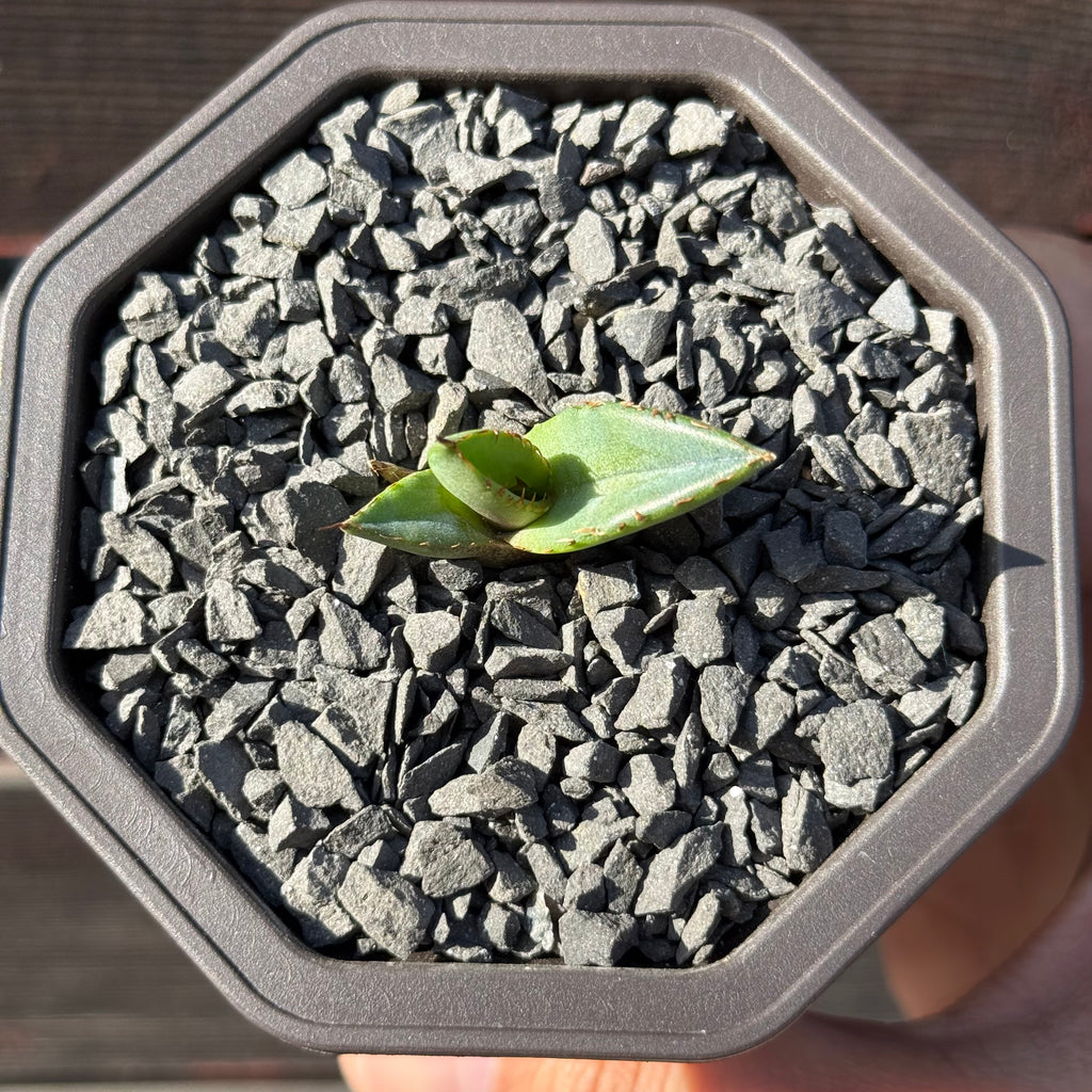 【CAUDEXSAN】<br>アガベ チタノタ パンダ<br>GT-18-1（小株）