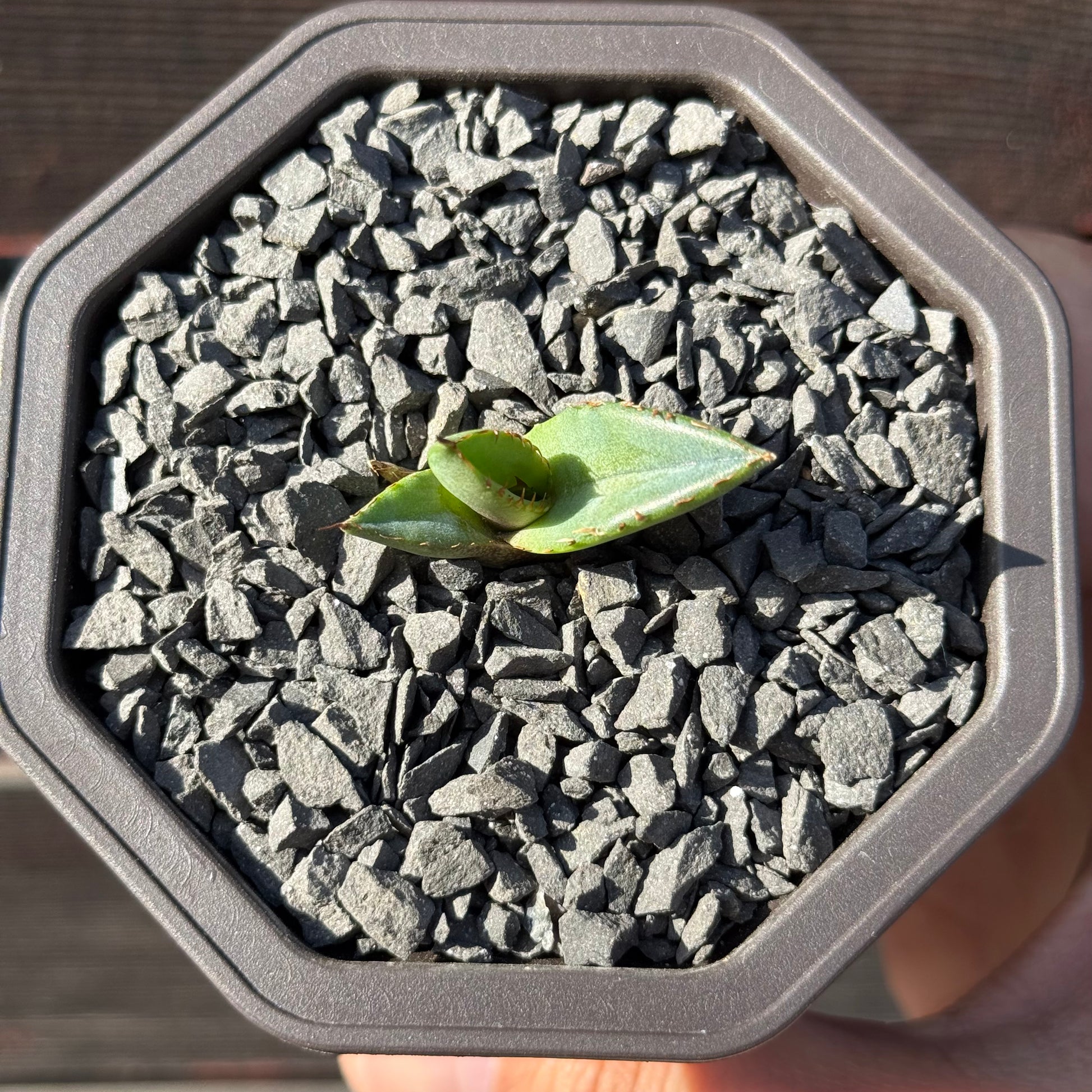 【CAUDEXSAN】<br>アガベ チタノタ パンダ<br>GT-18-1（小株）