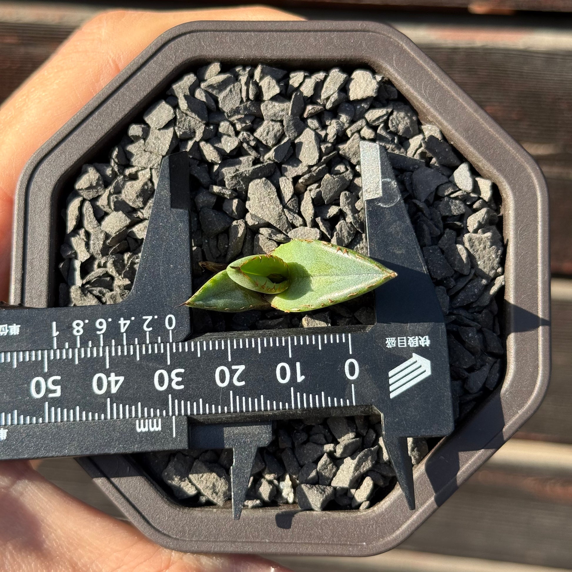 【CAUDEXSAN】<br>アガベ チタノタ パンダ<br>GT-18-1（小株）