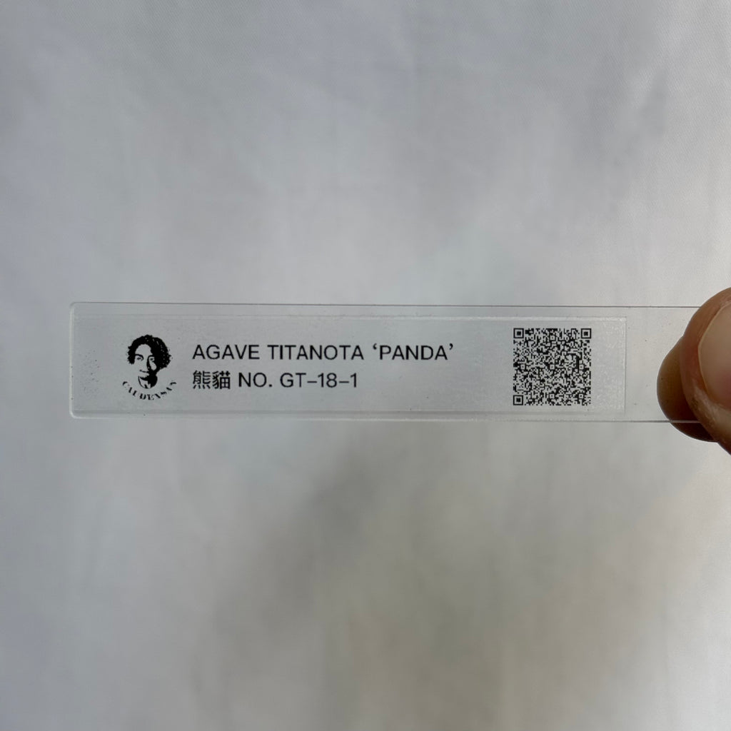 【CAUDEXSAN】<br>アガベ チタノタ パンダ<br>GT-18-1（小株）
