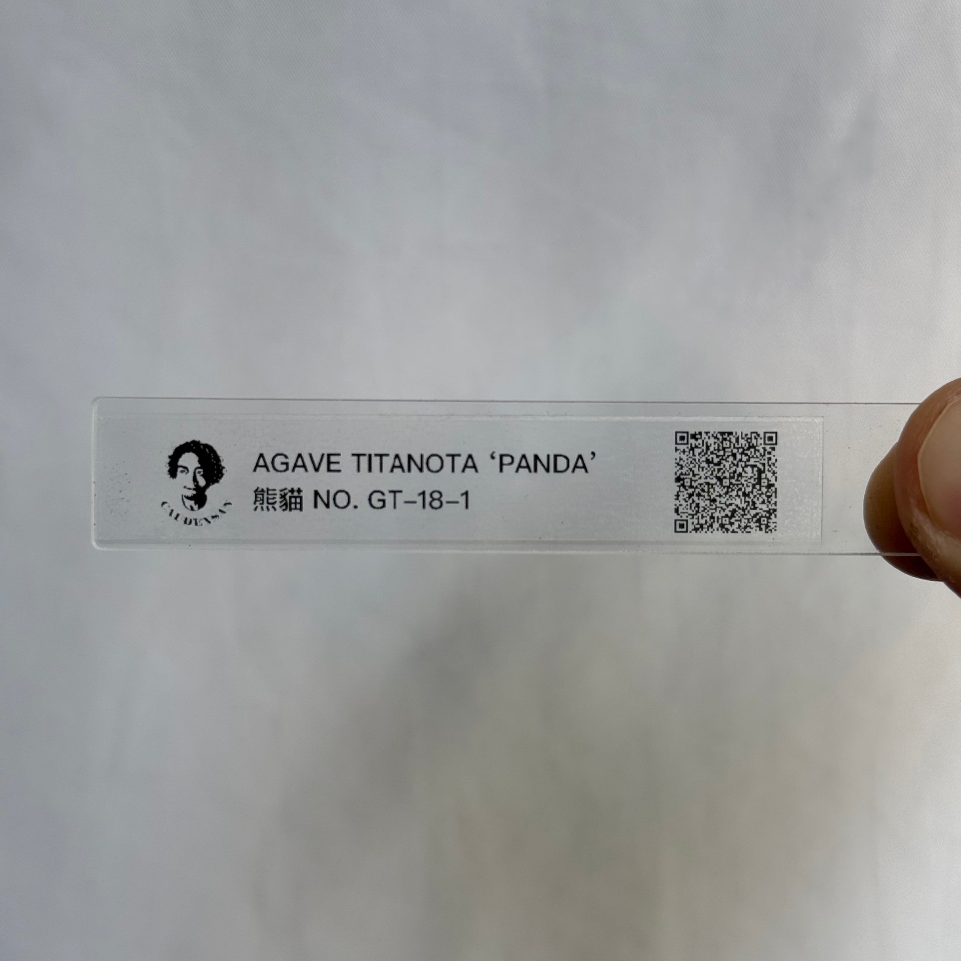 【CAUDEXSAN】<br>アガベ チタノタ パンダ<br>GT-18-1（小株）