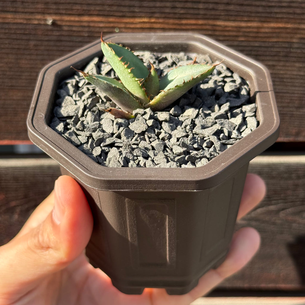 【CAUDEXSAN】<br>アガベ チタノタ パンダ<br>GT-18-2（小株）