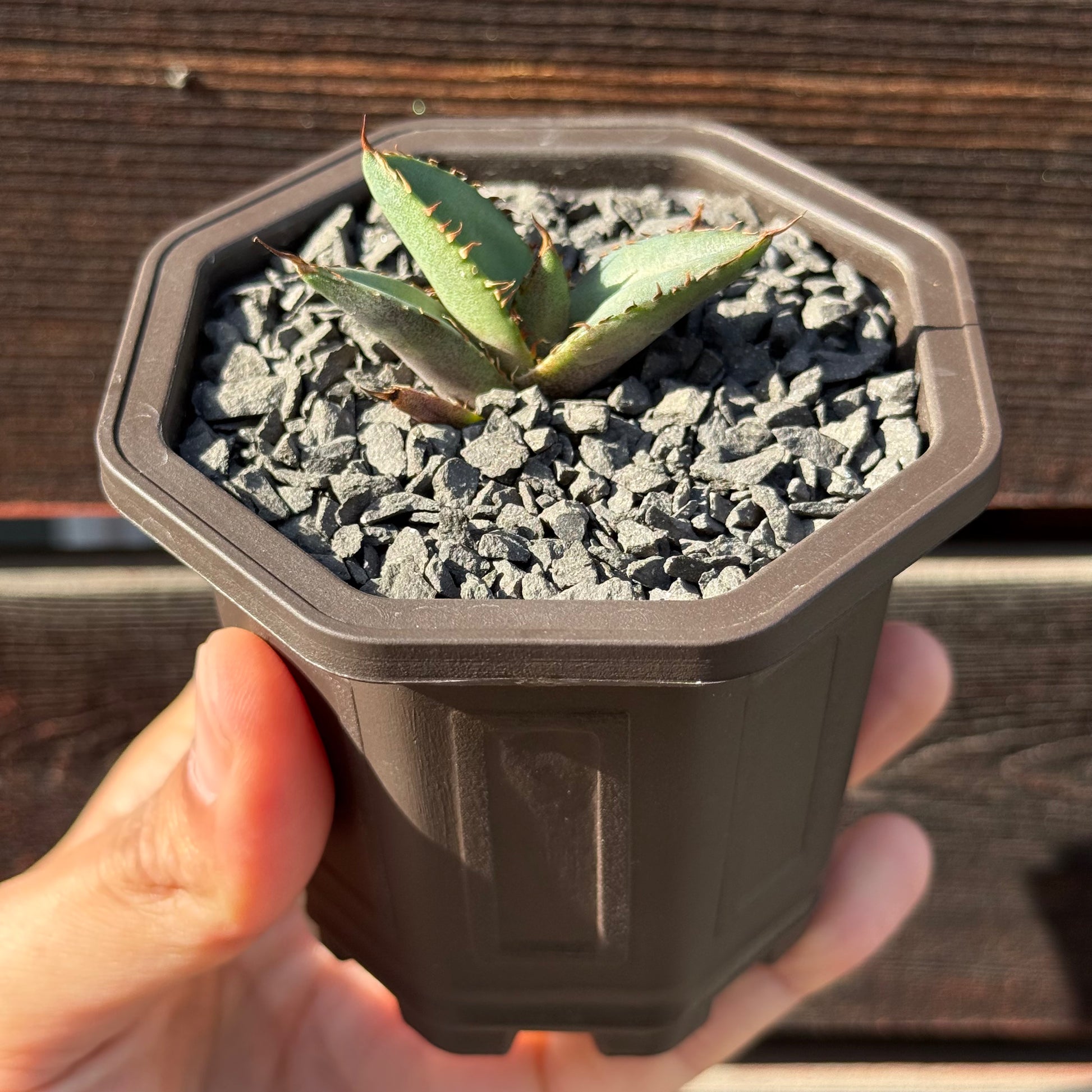 【CAUDEXSAN】<br>アガベ チタノタ パンダ<br>GT-18-2（小株）