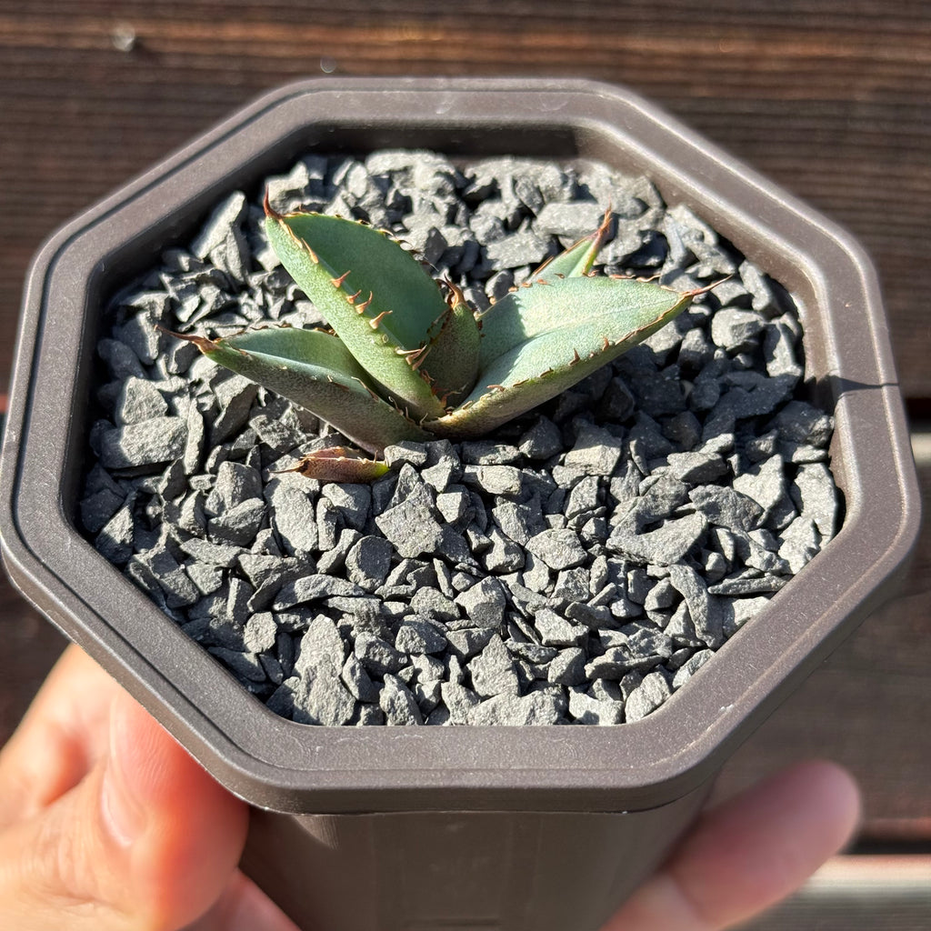 【CAUDEXSAN】<br>アガベ チタノタ パンダ<br>GT-18-2（小株）