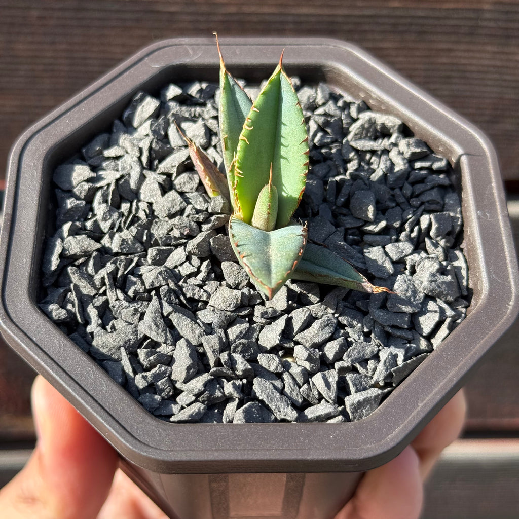 【CAUDEXSAN】<br>アガベ チタノタ パンダ<br>GT-18-2（小株）