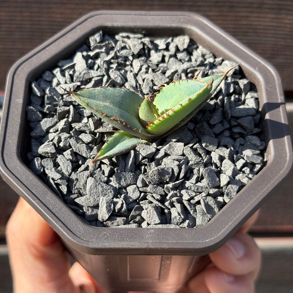 【CAUDEXSAN】<br>アガベ チタノタ パンダ<br>GT-18-2（小株）