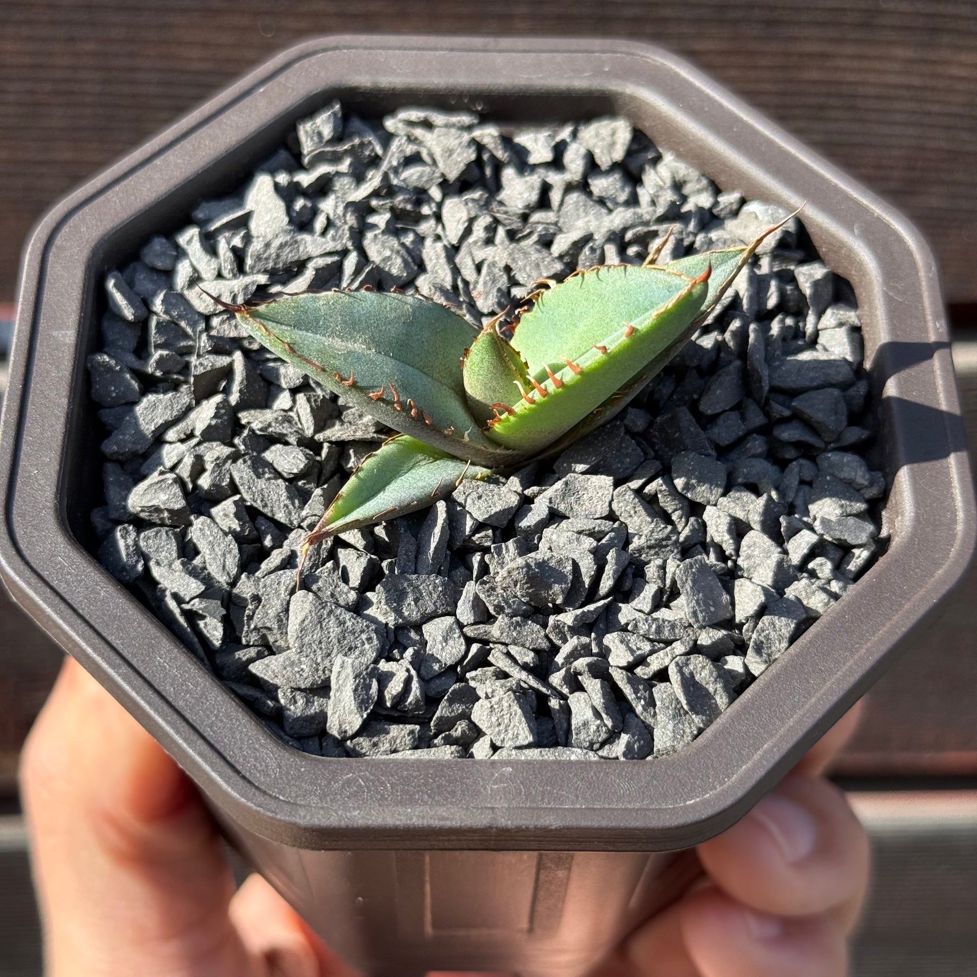 【CAUDEXSAN】<br>アガベ チタノタ パンダ<br>GT-18-2（小株）