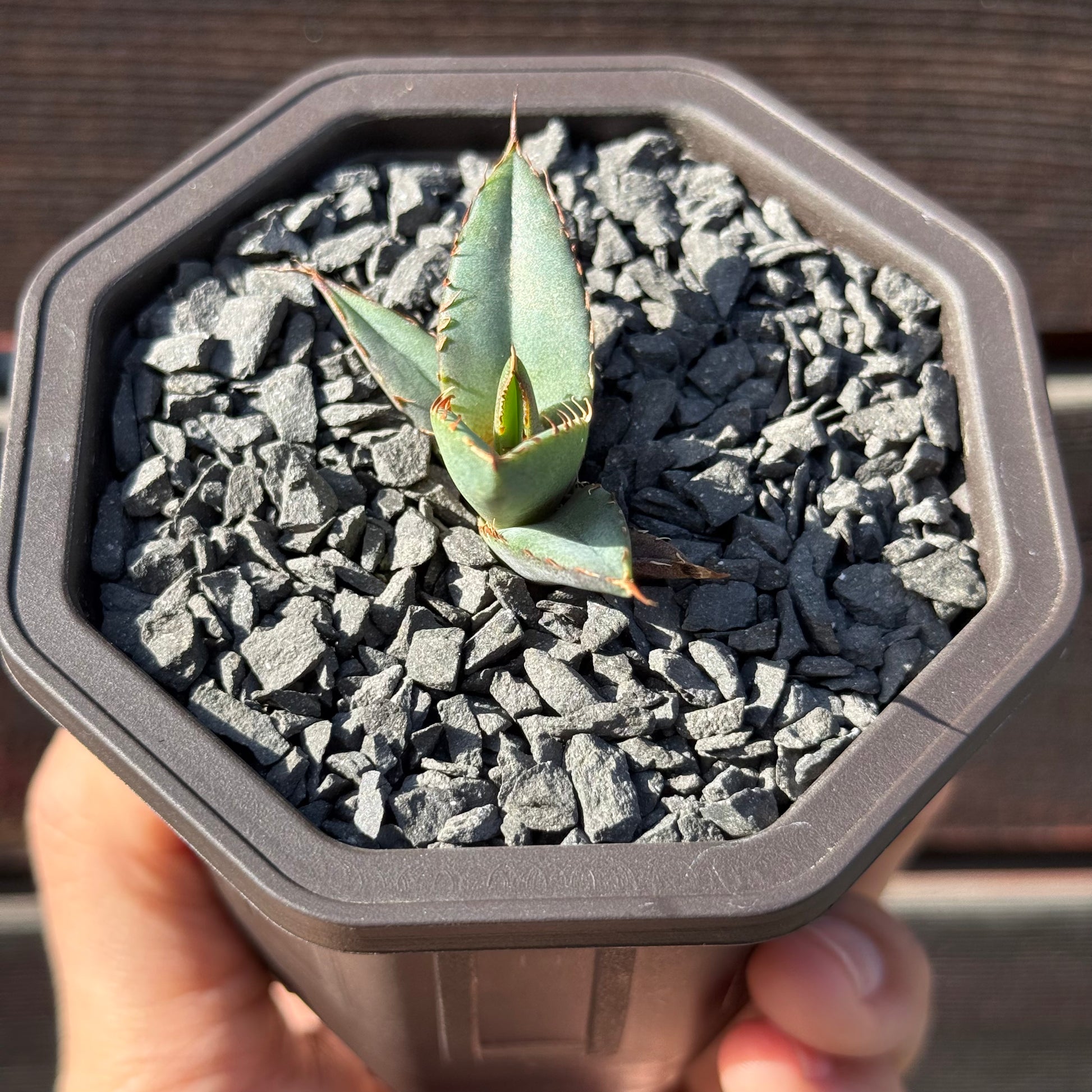 【CAUDEXSAN】<br>アガベ チタノタ パンダ<br>GT-18-2（小株）