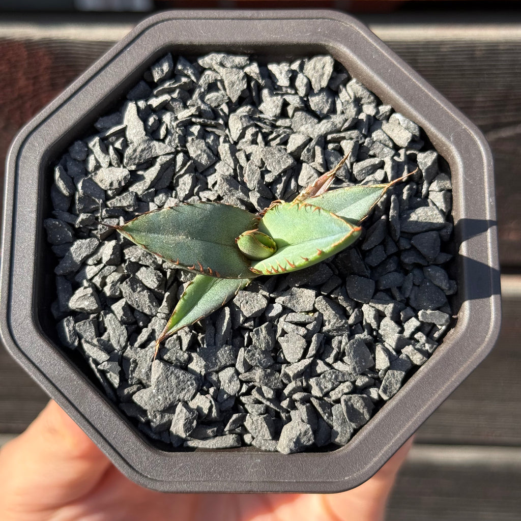 【CAUDEXSAN】<br>アガベ チタノタ パンダ<br>GT-18-2（小株）