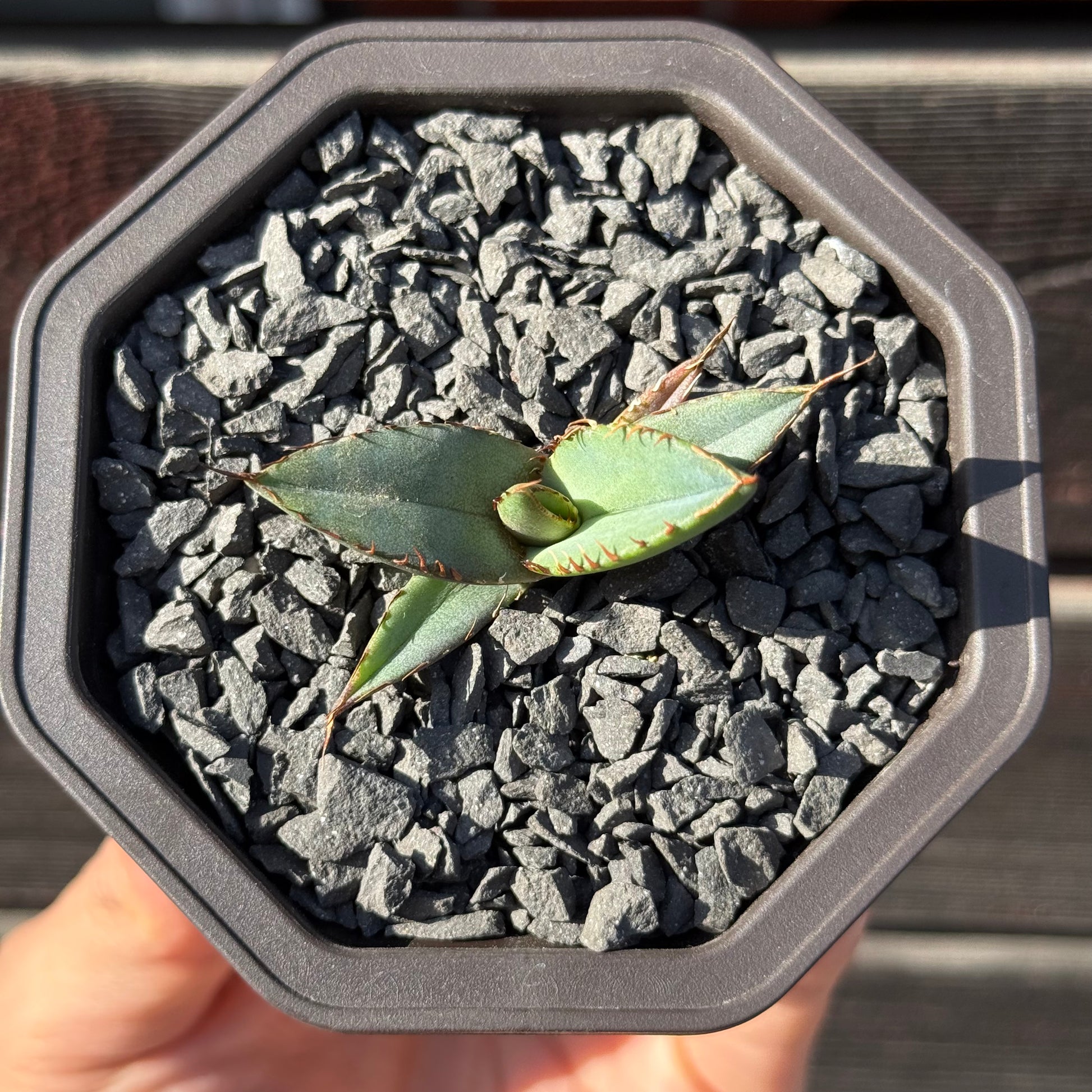 【CAUDEXSAN】<br>アガベ チタノタ パンダ<br>GT-18-2（小株）