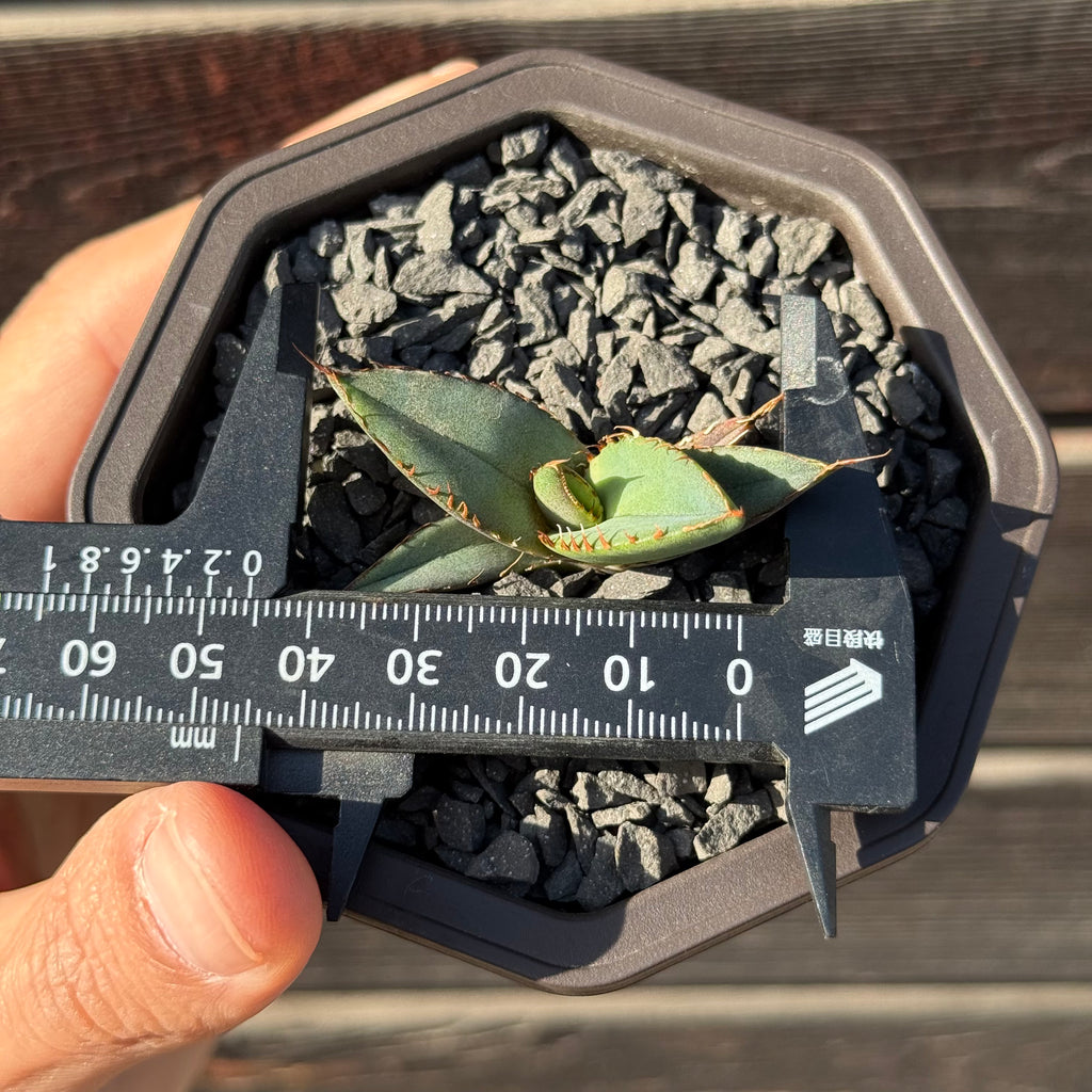 【CAUDEXSAN】<br>アガベ チタノタ パンダ<br>GT-18-2（小株）