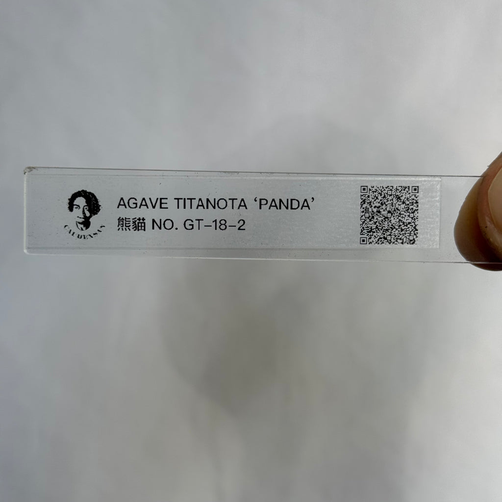 【CAUDEXSAN】<br>アガベ チタノタ パンダ<br>GT-18-2（小株）