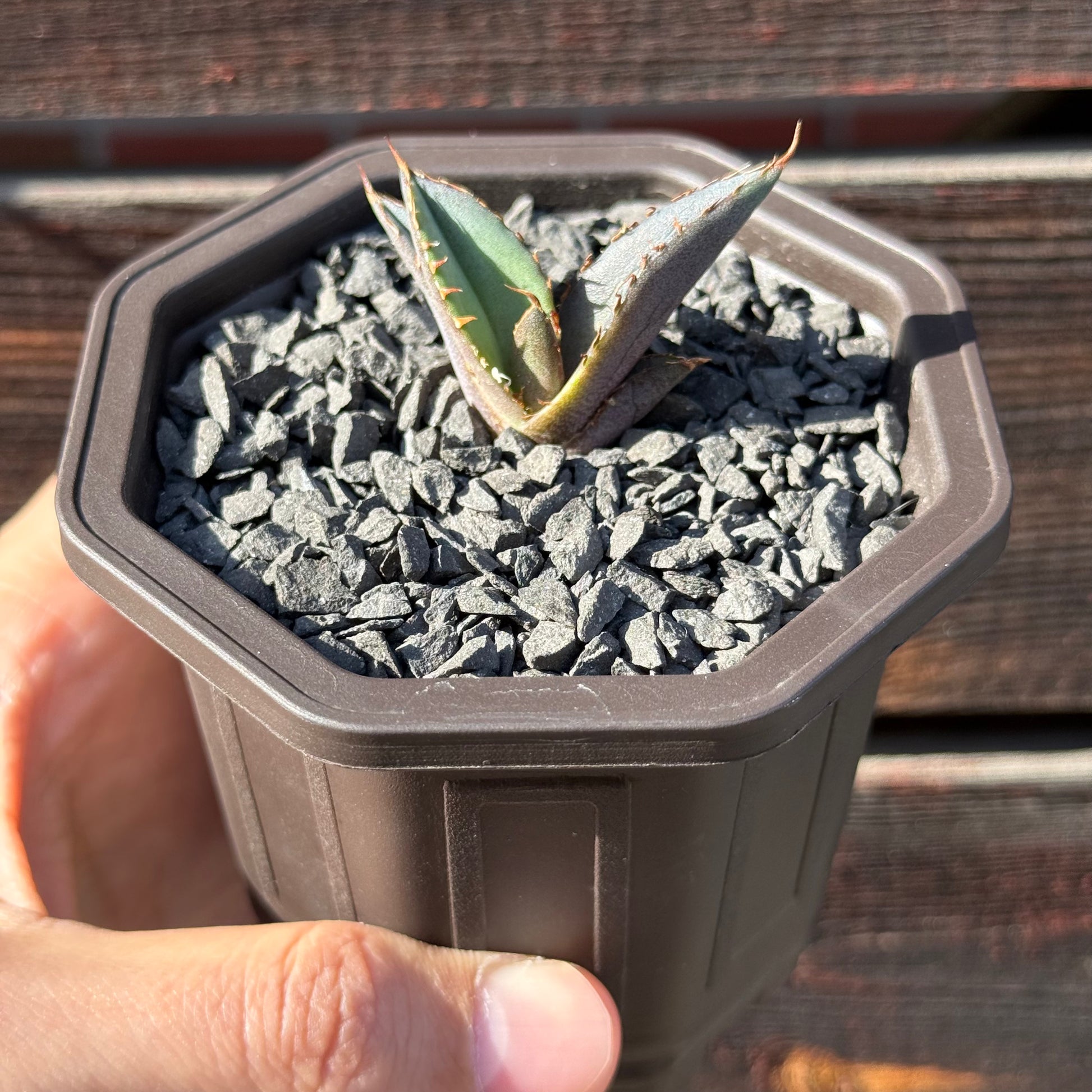 【CAUDEXSAN】<br>アガベ チタノタ パンダ<br>GT-18-3（小株）