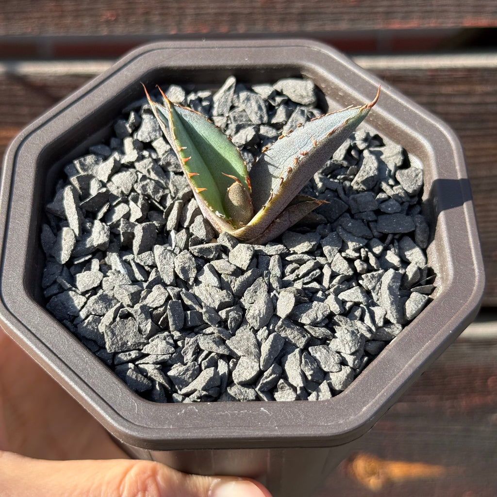 【CAUDEXSAN】<br>アガベ チタノタ パンダ<br>GT-18-3（小株）