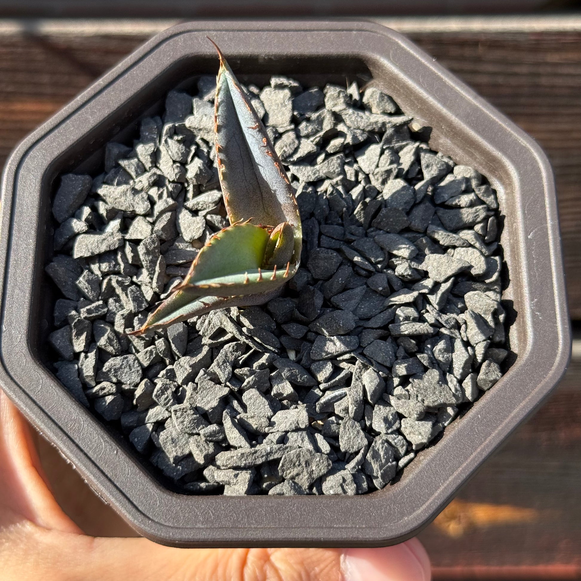 【CAUDEXSAN】<br>アガベ チタノタ パンダ<br>GT-18-3（小株）