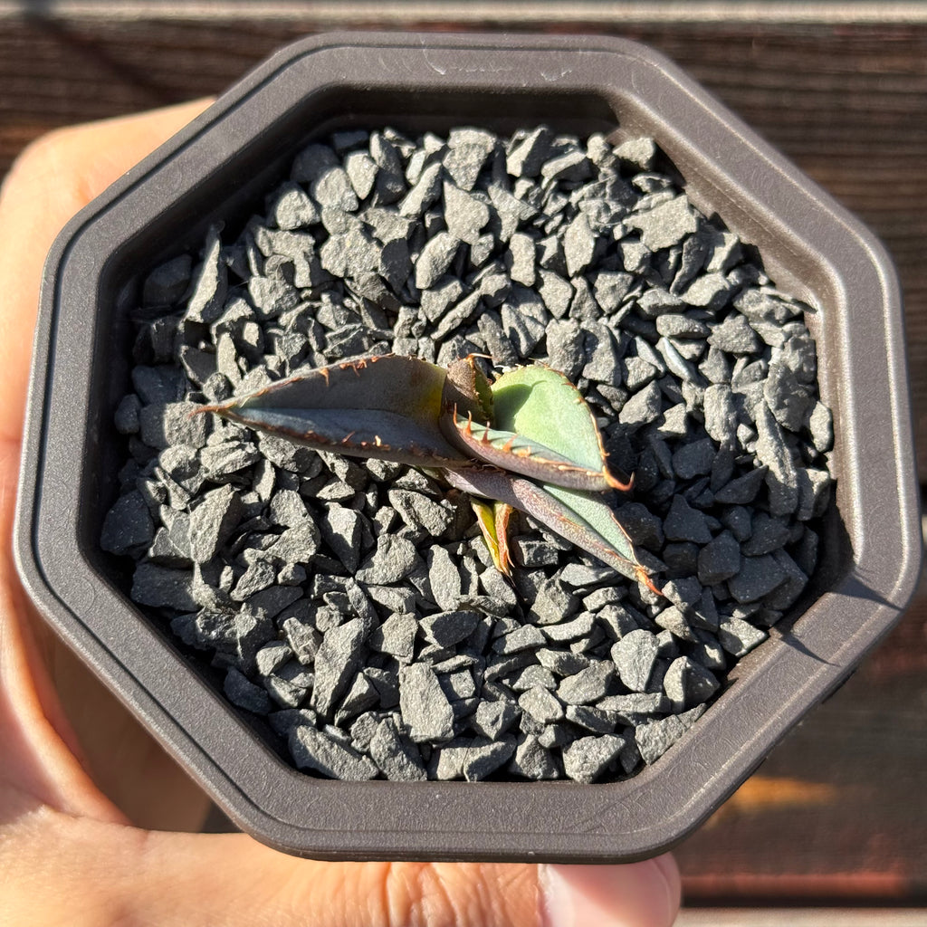 【CAUDEXSAN】<br>アガベ チタノタ パンダ<br>GT-18-3（小株）