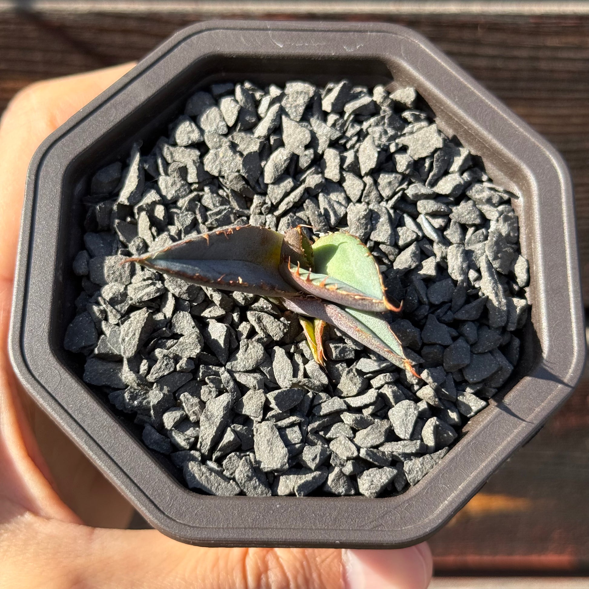 【CAUDEXSAN】<br>アガベ チタノタ パンダ<br>GT-18-3（小株）