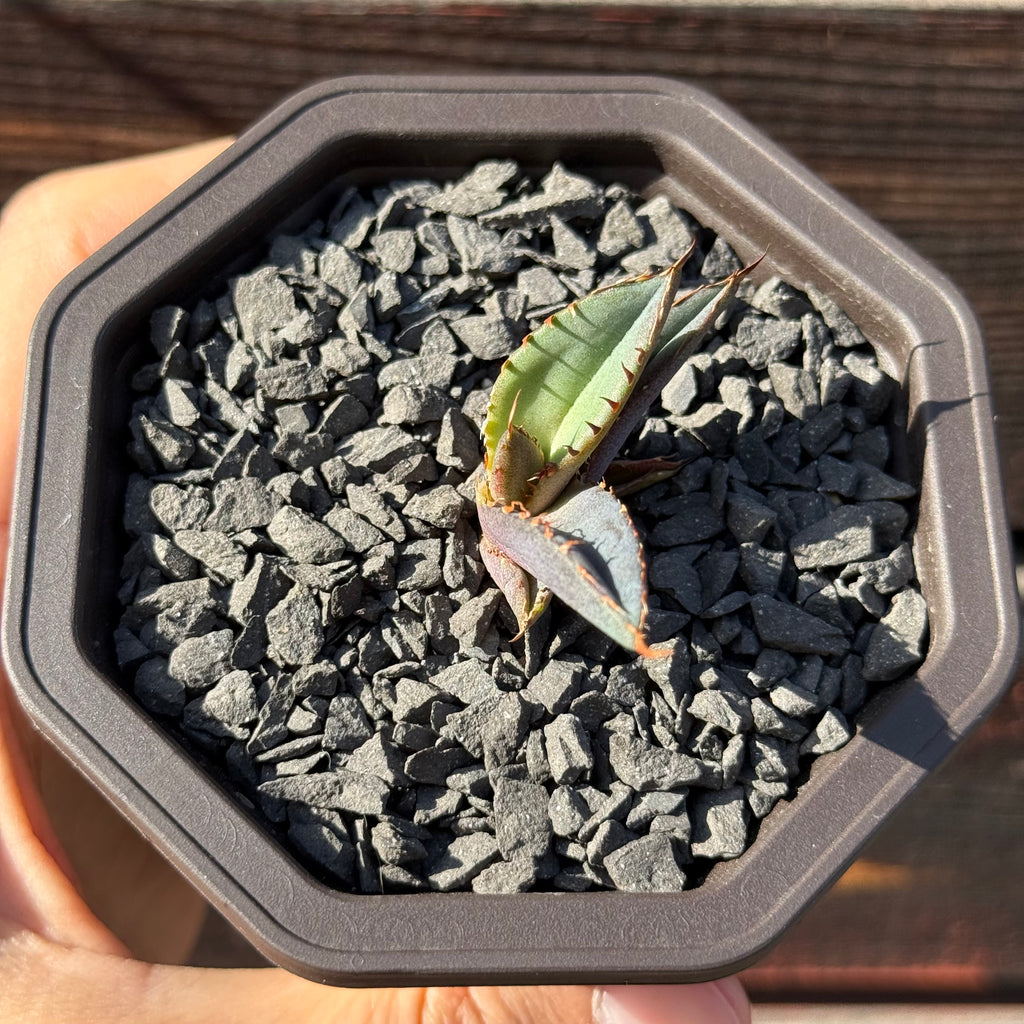 【CAUDEXSAN】<br>アガベ チタノタ パンダ<br>GT-18-3（小株）