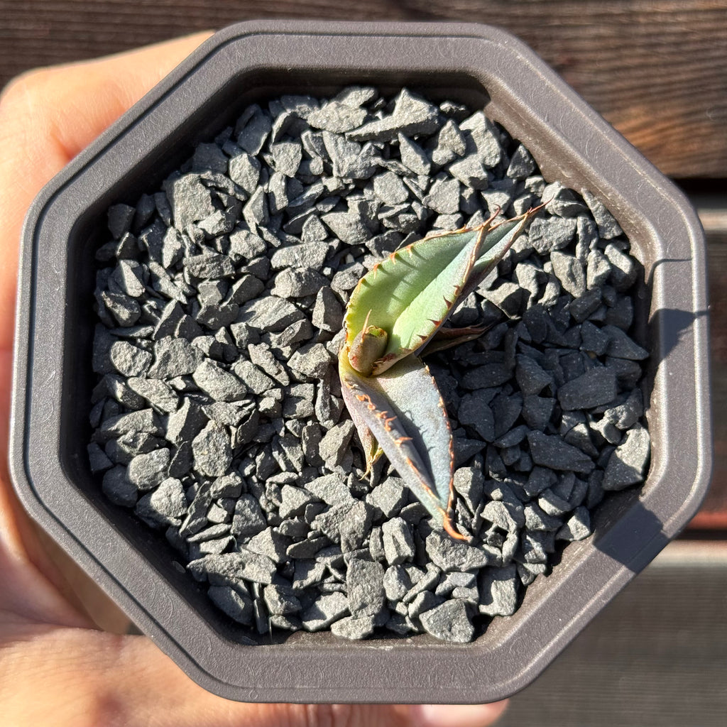 【CAUDEXSAN】<br>アガベ チタノタ パンダ<br>GT-18-3（小株）