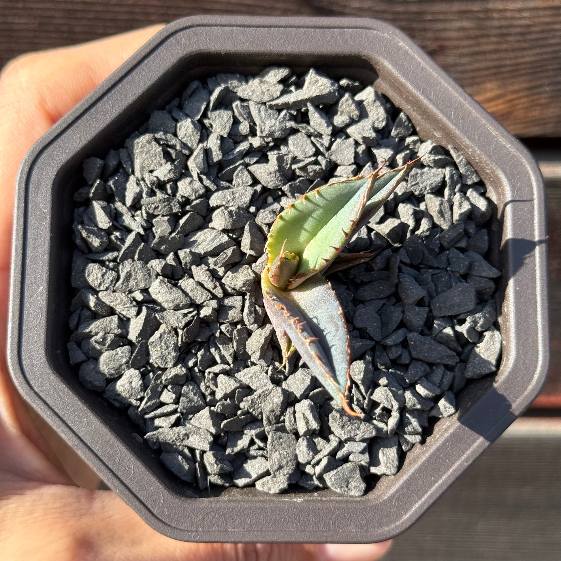 【CAUDEXSAN】<br>アガベ チタノタ パンダ<br>GT-18-3（小株）