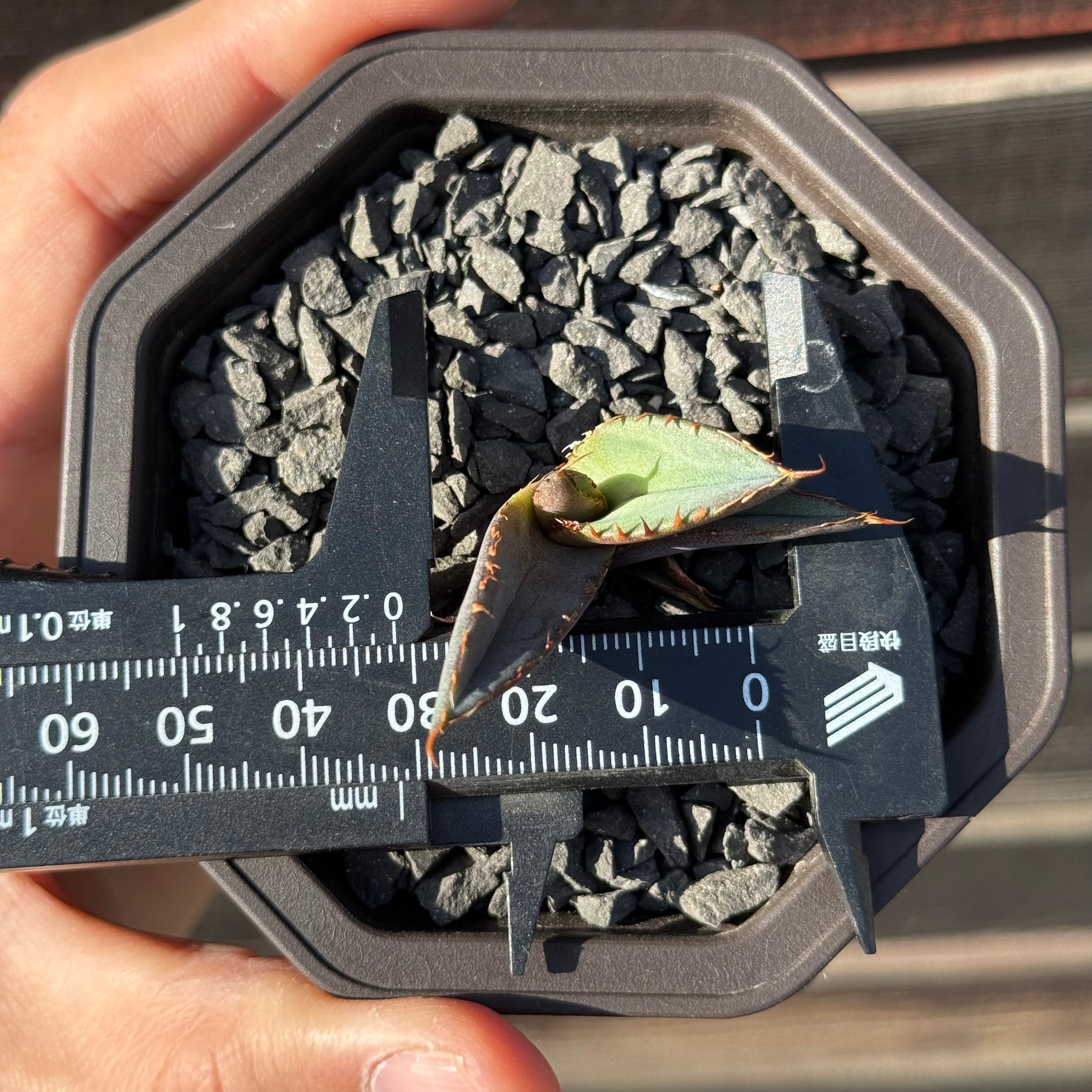 【CAUDEXSAN】<br>アガベ チタノタ パンダ<br>GT-18-3（小株）