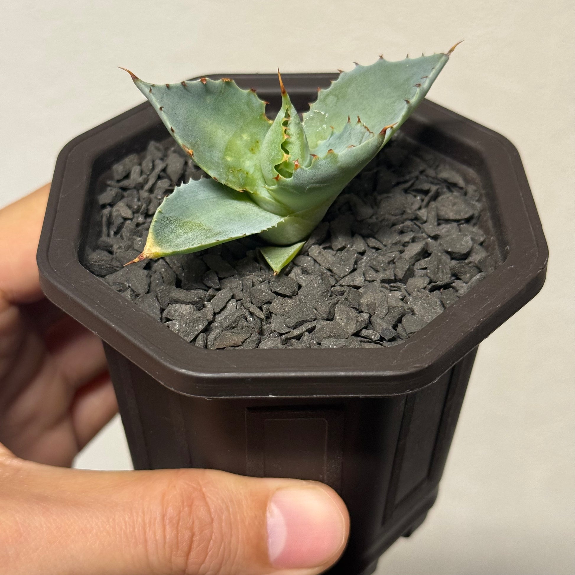 【CAUDEXSAN】<br>アガベ サハイブリッド 蠍蟹B<br>ヒメサソリガニ<br>GT-16-1