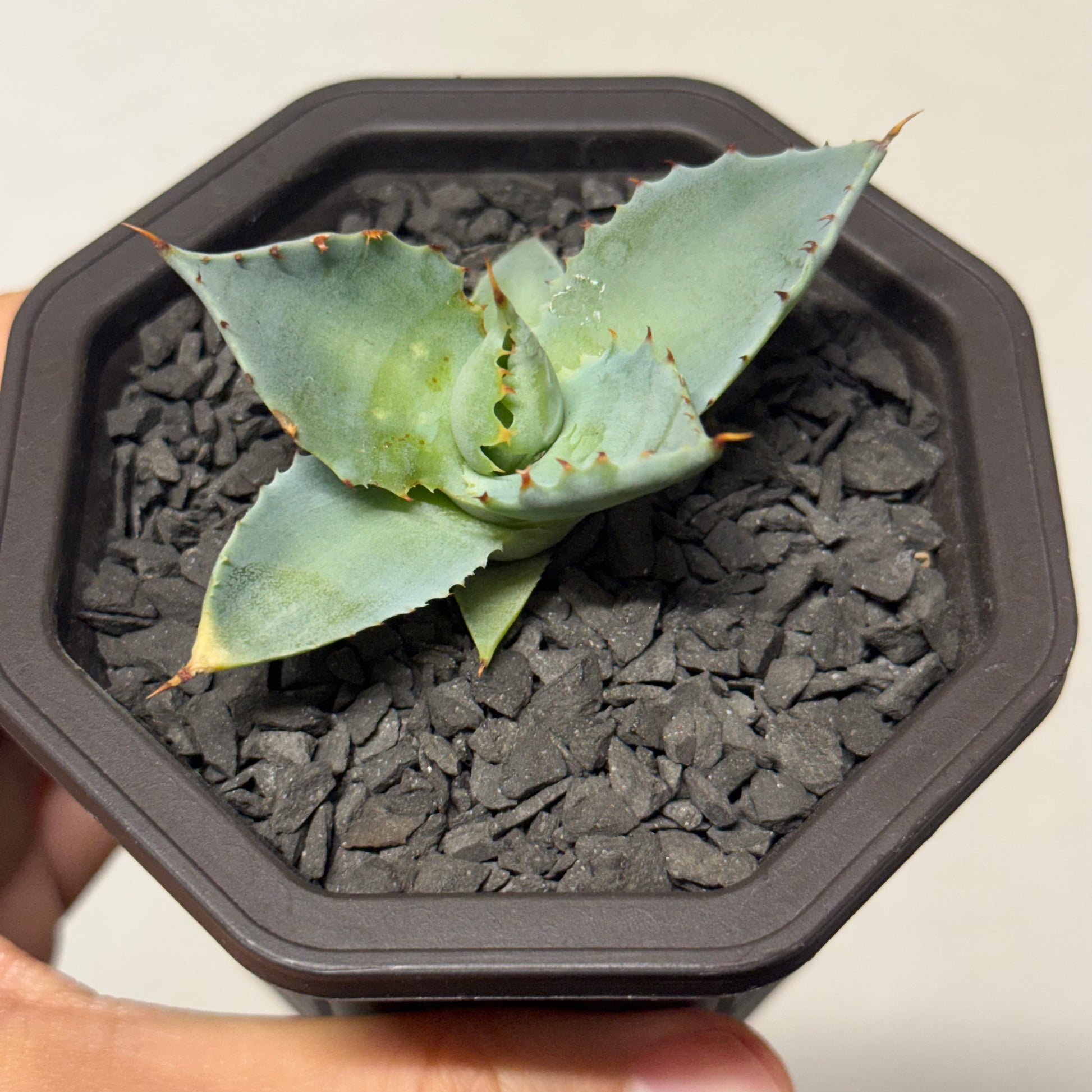 【CAUDEXSAN】<br>アガベ サハイブリッド 蠍蟹B<br>ヒメサソリガニ<br>GT-16-1