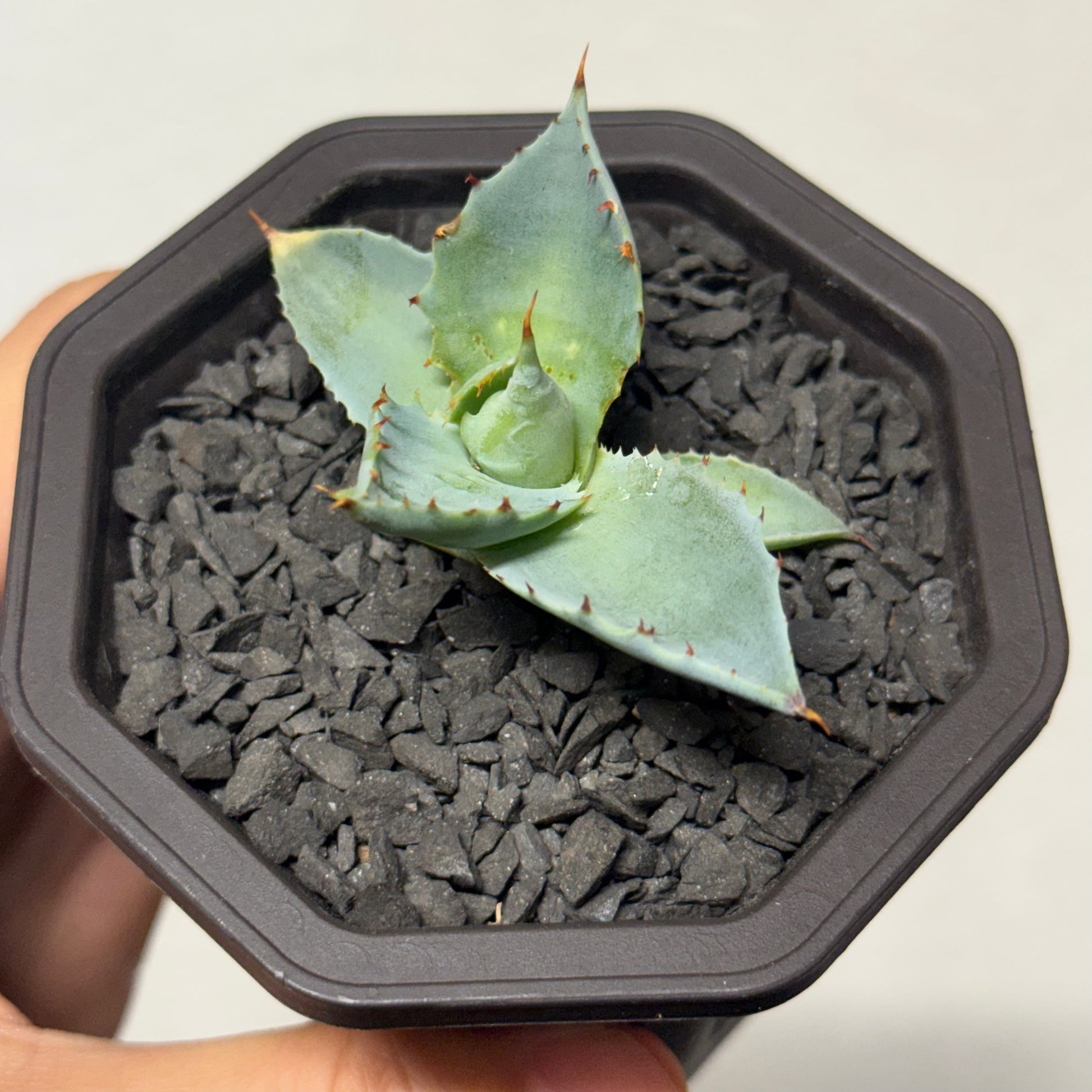 【CAUDEXSAN】<br>アガベ サハイブリッド 蠍蟹B<br>ヒメサソリガニ<br>GT-16-1