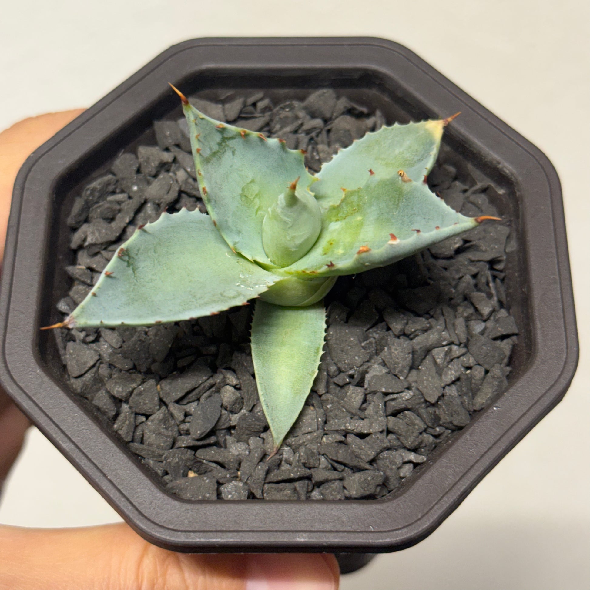 【CAUDEXSAN】<br>アガベ サハイブリッド 蠍蟹B<br>ヒメサソリガニ<br>GT-16-1