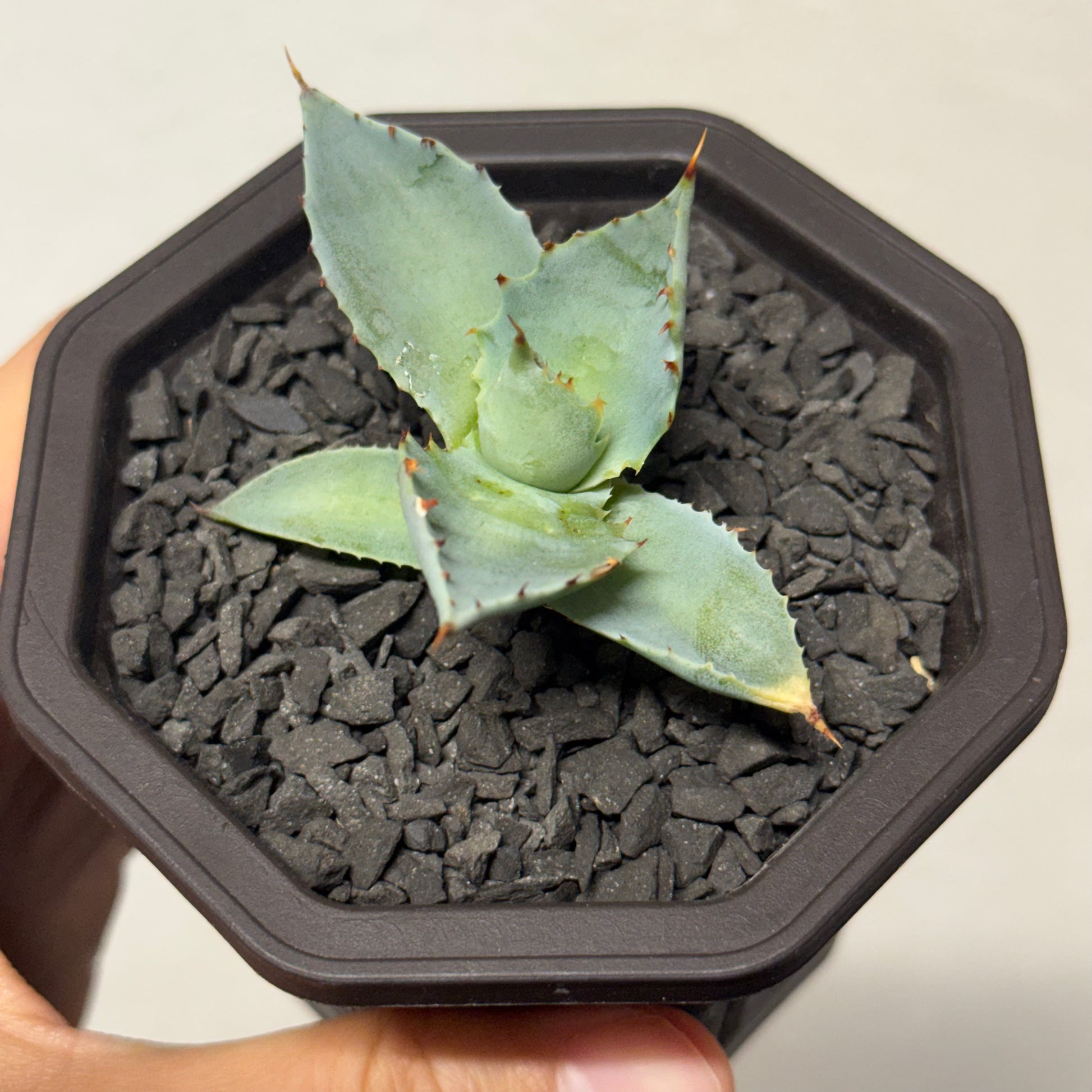 【CAUDEXSAN】<br>アガベ サハイブリッド 蠍蟹B<br>ヒメサソリガニ<br>GT-16-1