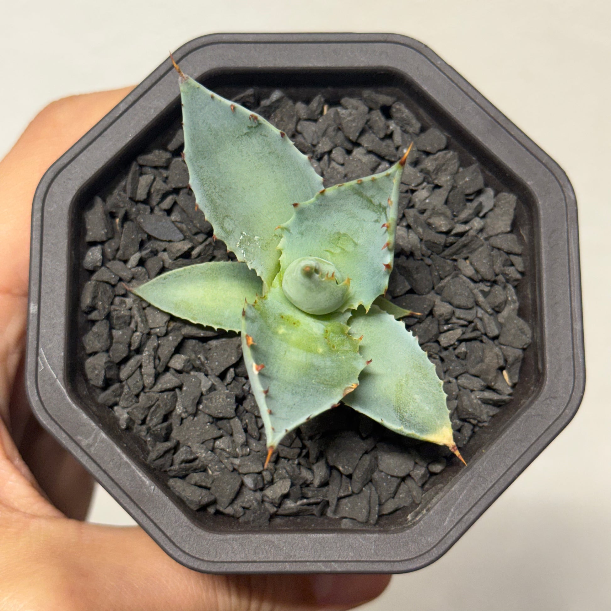 【CAUDEXSAN】<br>アガベ サハイブリッド 蠍蟹B<br>ヒメサソリガニ<br>GT-16-1