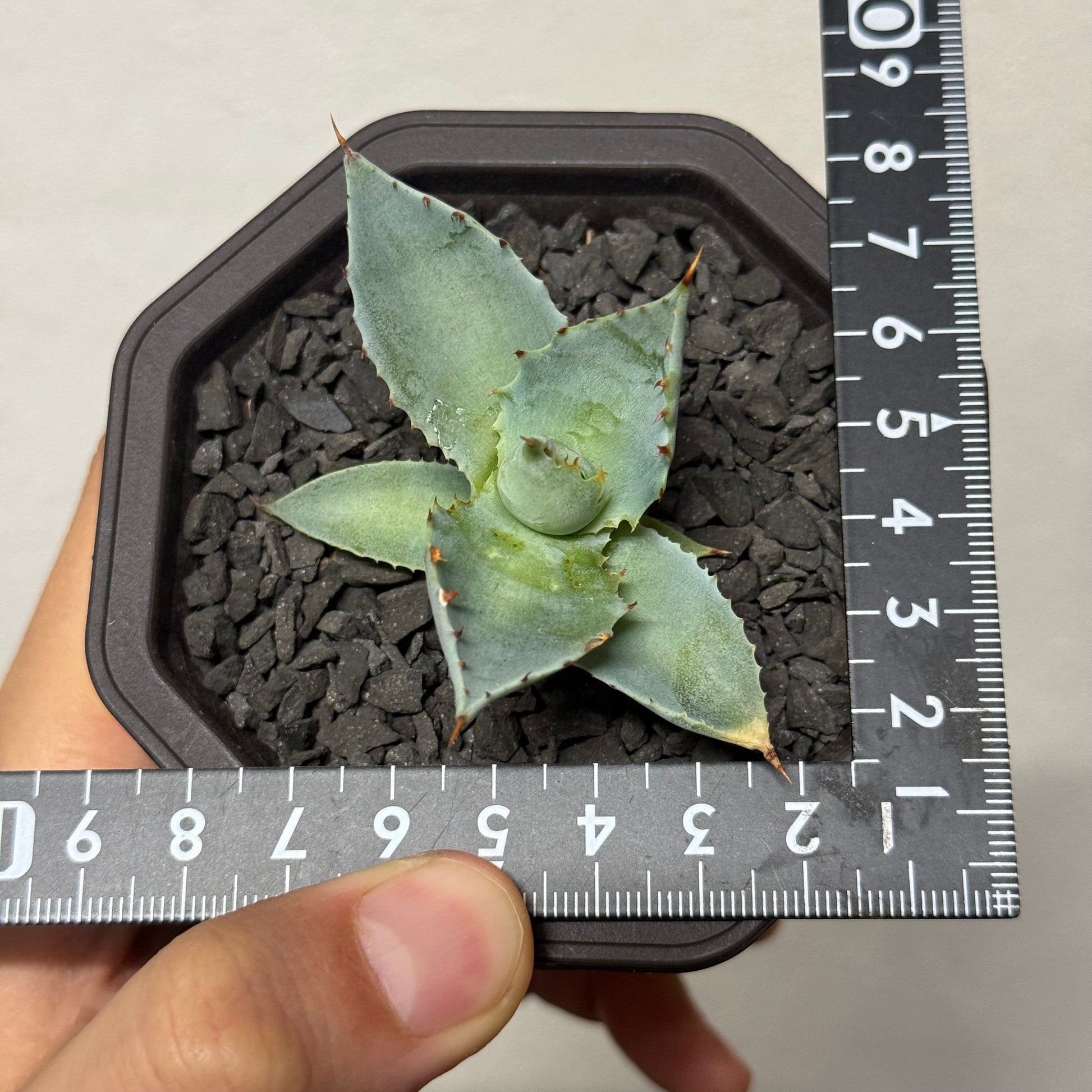 【CAUDEXSAN】<br>アガベ サハイブリッド 蠍蟹B<br>ヒメサソリガニ<br>GT-16-1