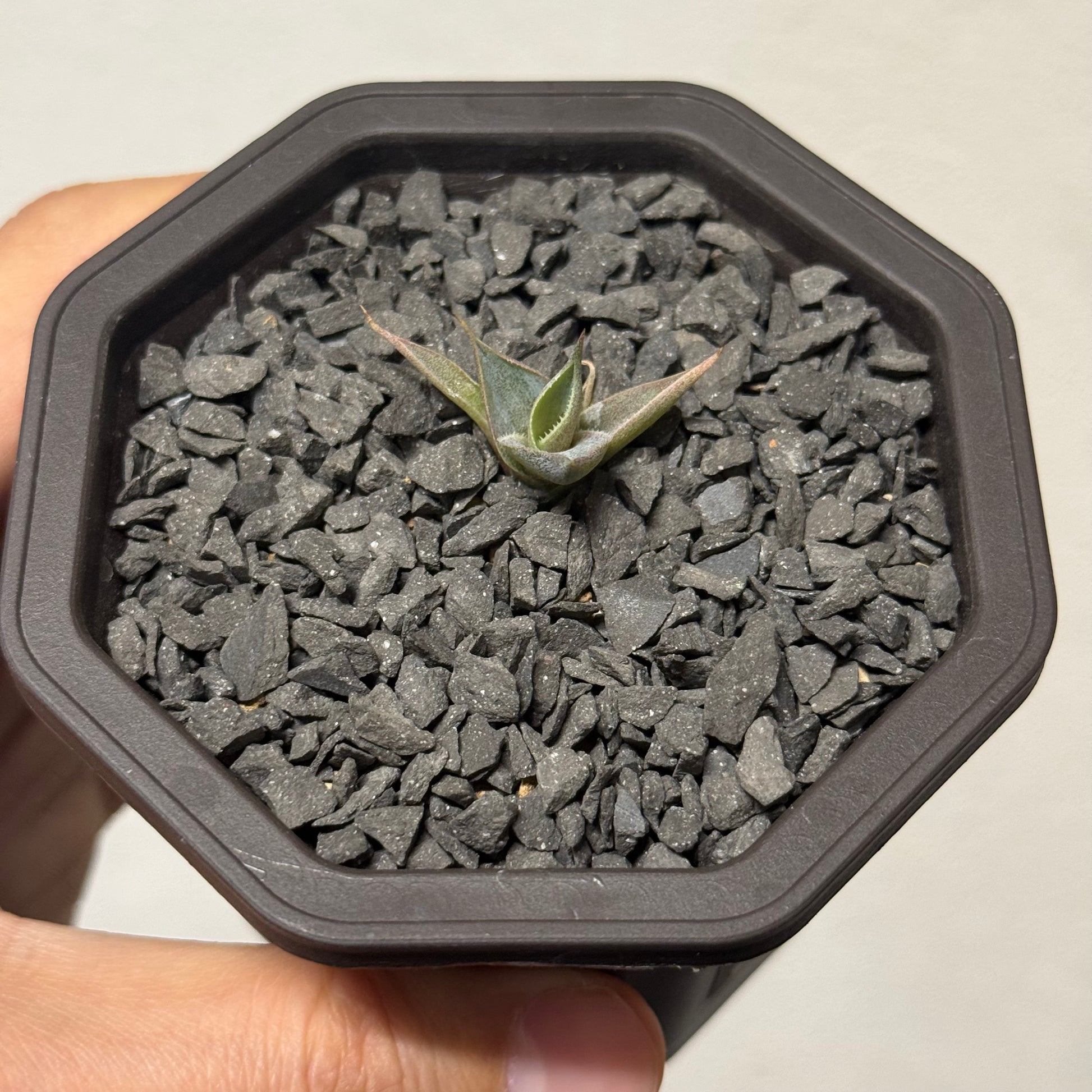 【CAUDEXSAN】<br>アガベ サハイブリッド 吉祥冠 x 瀧雷 GL028<br> GT-34-1