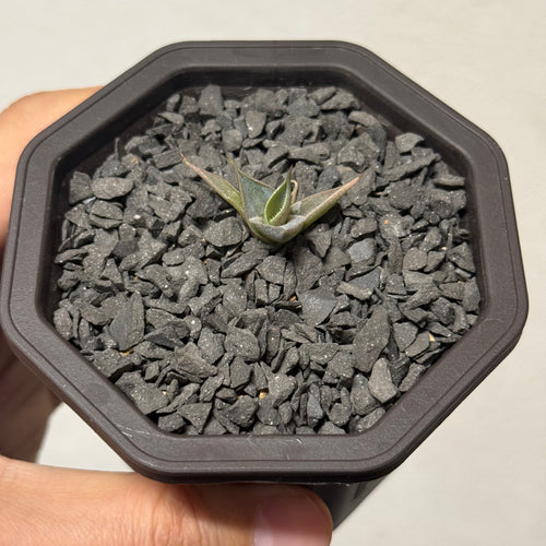 【CAUDEXSAN】<br>アガベ サハイブリッド 吉祥冠 x 瀧雷 GL028<br> GT-34-1