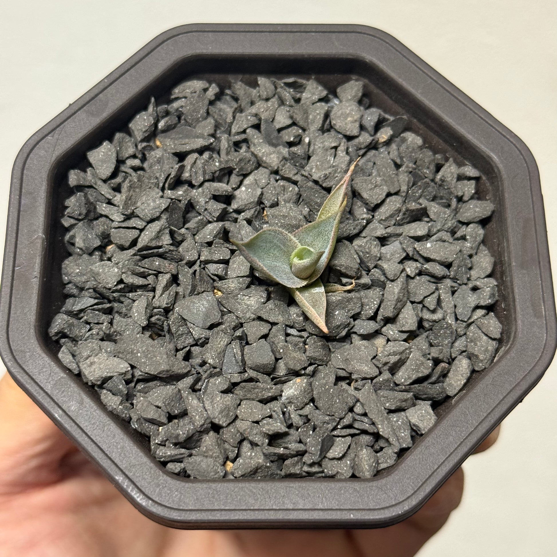 【CAUDEXSAN】<br>アガベ サハイブリッド 吉祥冠 x 瀧雷 GL028<br> GT-34-1