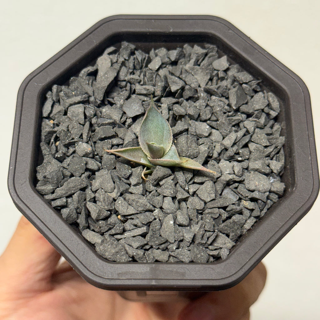 【CAUDEXSAN】<br>アガベ サハイブリッド 吉祥冠 x 瀧雷 GL028<br> GT-34-1