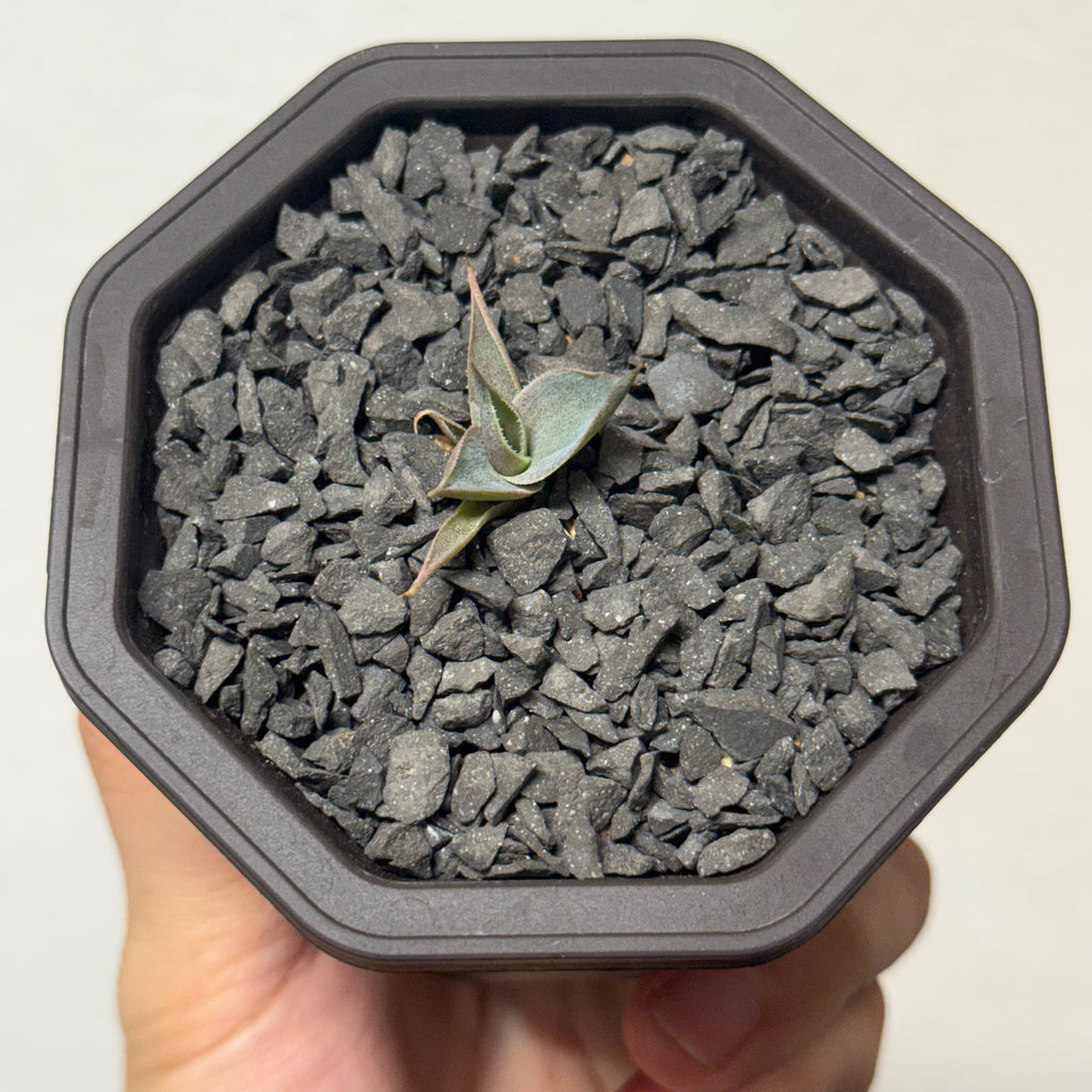 【CAUDEXSAN】<br>アガベ サハイブリッド 吉祥冠 x 瀧雷 GL028<br> GT-34-1