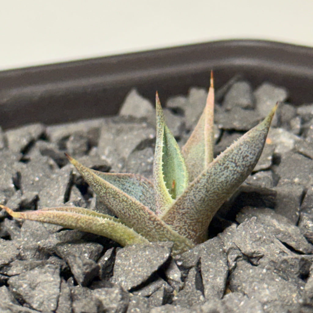 【CAUDEXSAN】<br>アガベ サハイブリッド 吉祥冠 x 瀧雷 GL028<br> GT-34-1