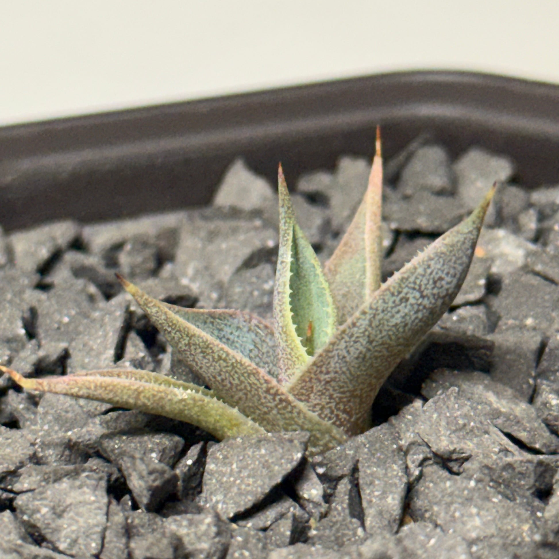 【CAUDEXSAN】<br>アガベ サハイブリッド 吉祥冠 x 瀧雷 GL028<br> GT-34-1