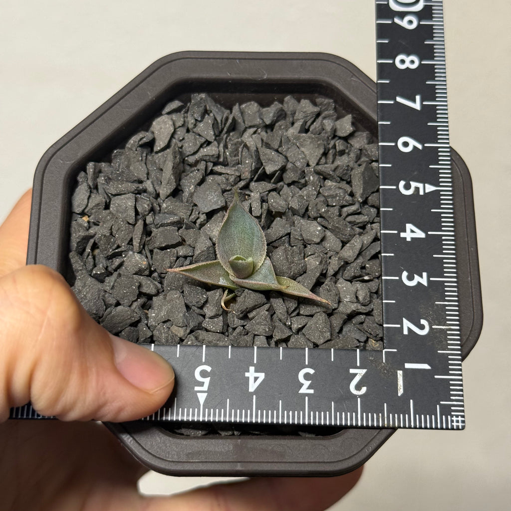 【CAUDEXSAN】<br>アガベ サハイブリッド 吉祥冠 x 瀧雷 GL028<br> GT-34-1