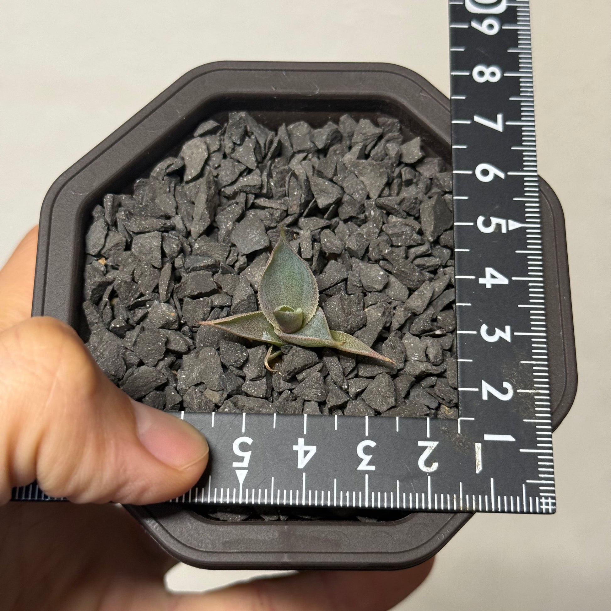 【CAUDEXSAN】<br>アガベ サハイブリッド 吉祥冠 x 瀧雷 GL028<br> GT-34-1