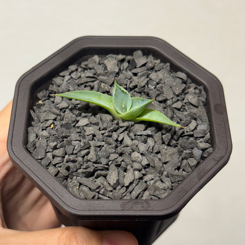 【CAUDEXSAN】<br>アガベ サハイブリッド 蠍蟹B<br>ヒメサソリガニ<br>GT-16-2