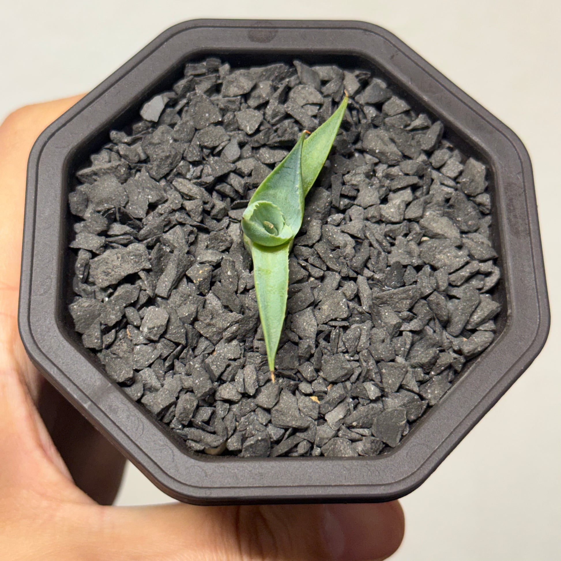 【CAUDEXSAN】<br>アガベ サハイブリッド 蠍蟹B<br>ヒメサソリガニ<br>GT-16-2