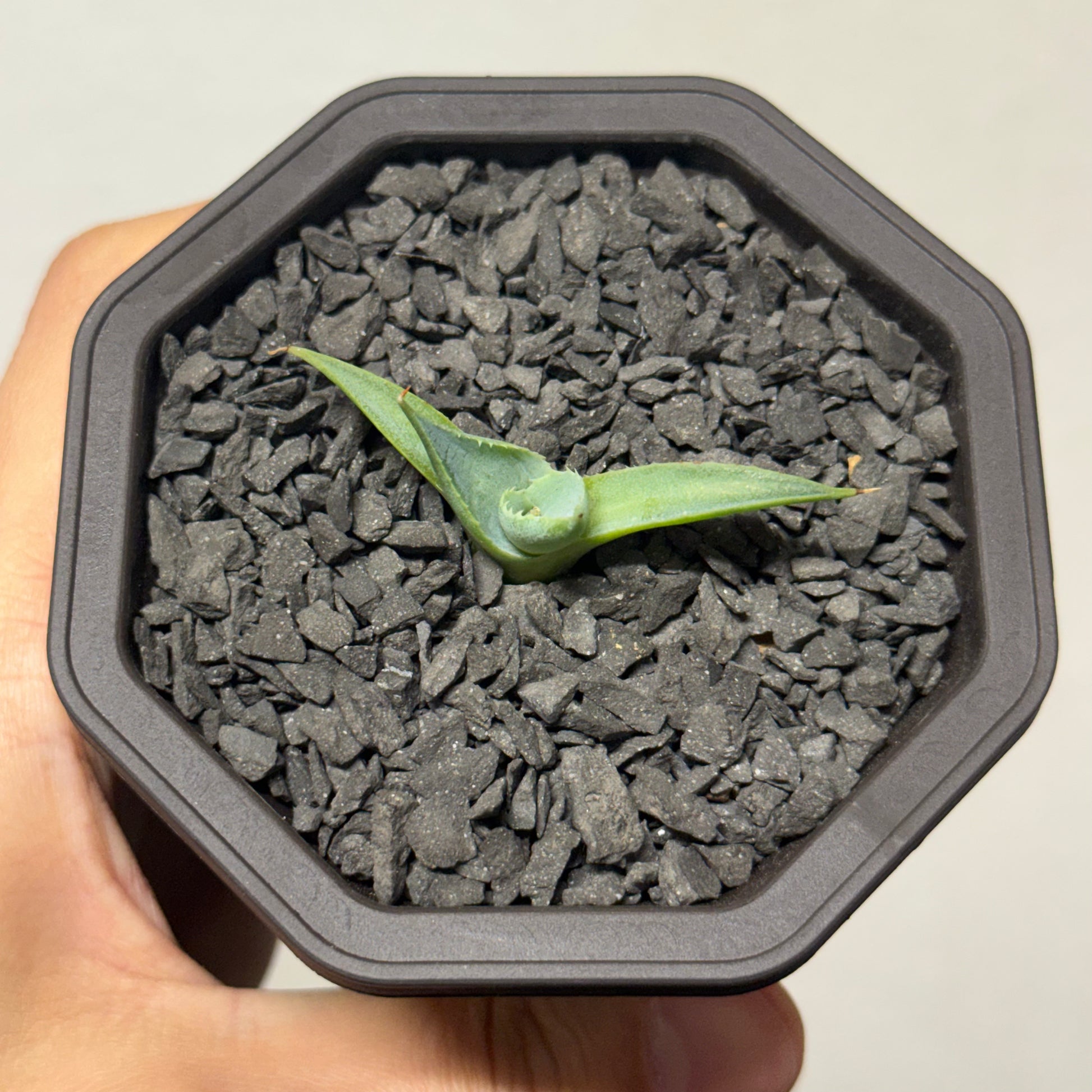 【CAUDEXSAN】<br>アガベ サハイブリッド 蠍蟹B<br>ヒメサソリガニ<br>GT-16-2